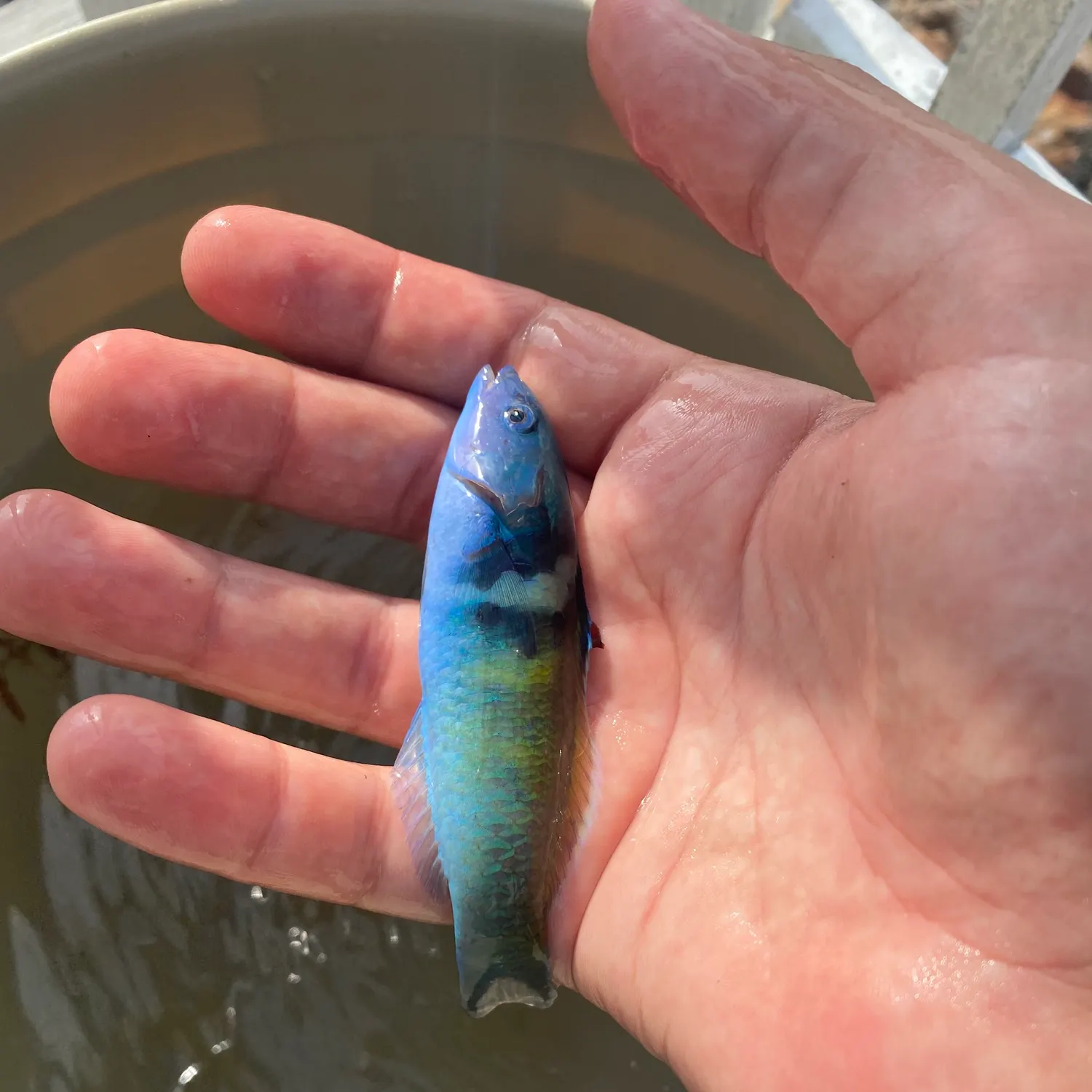 The most recent Bluehead catches on Fishbrain