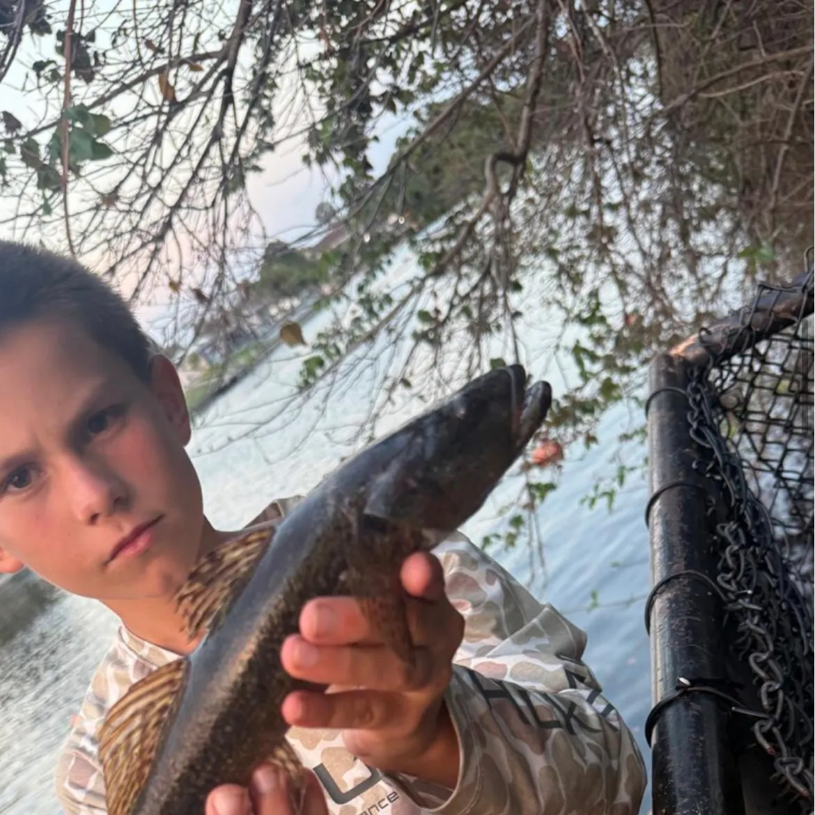 The most recent Bigmouth sleeper catches on Fishbrain