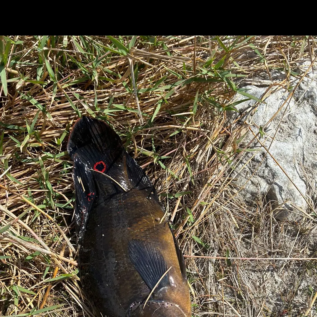 The most recent Oscar catches on Fishbrain