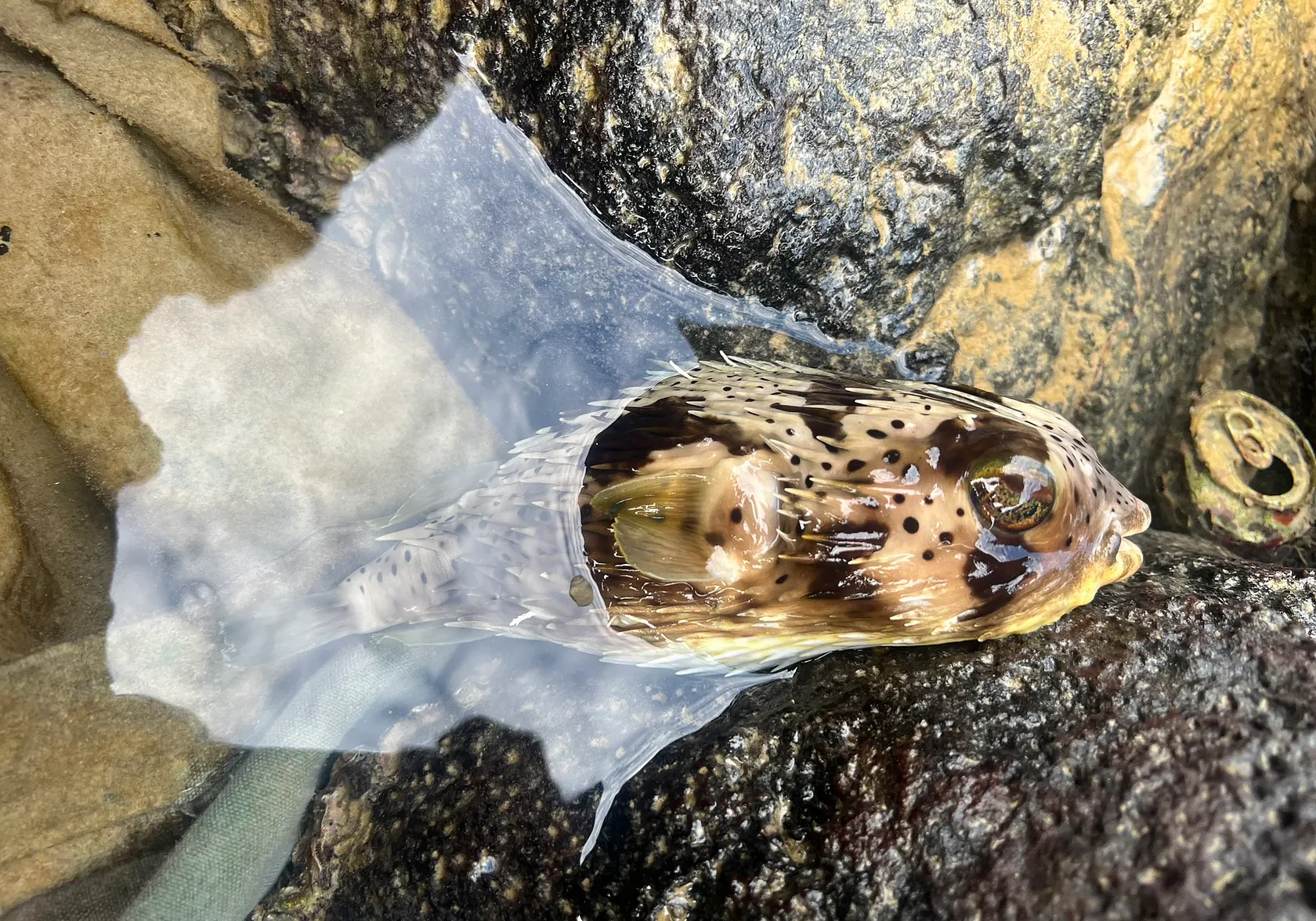 Longspined porcupinefish