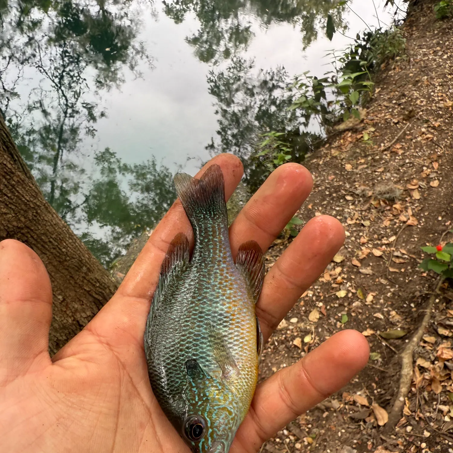 Greengill hybrid caught on Fishbrain