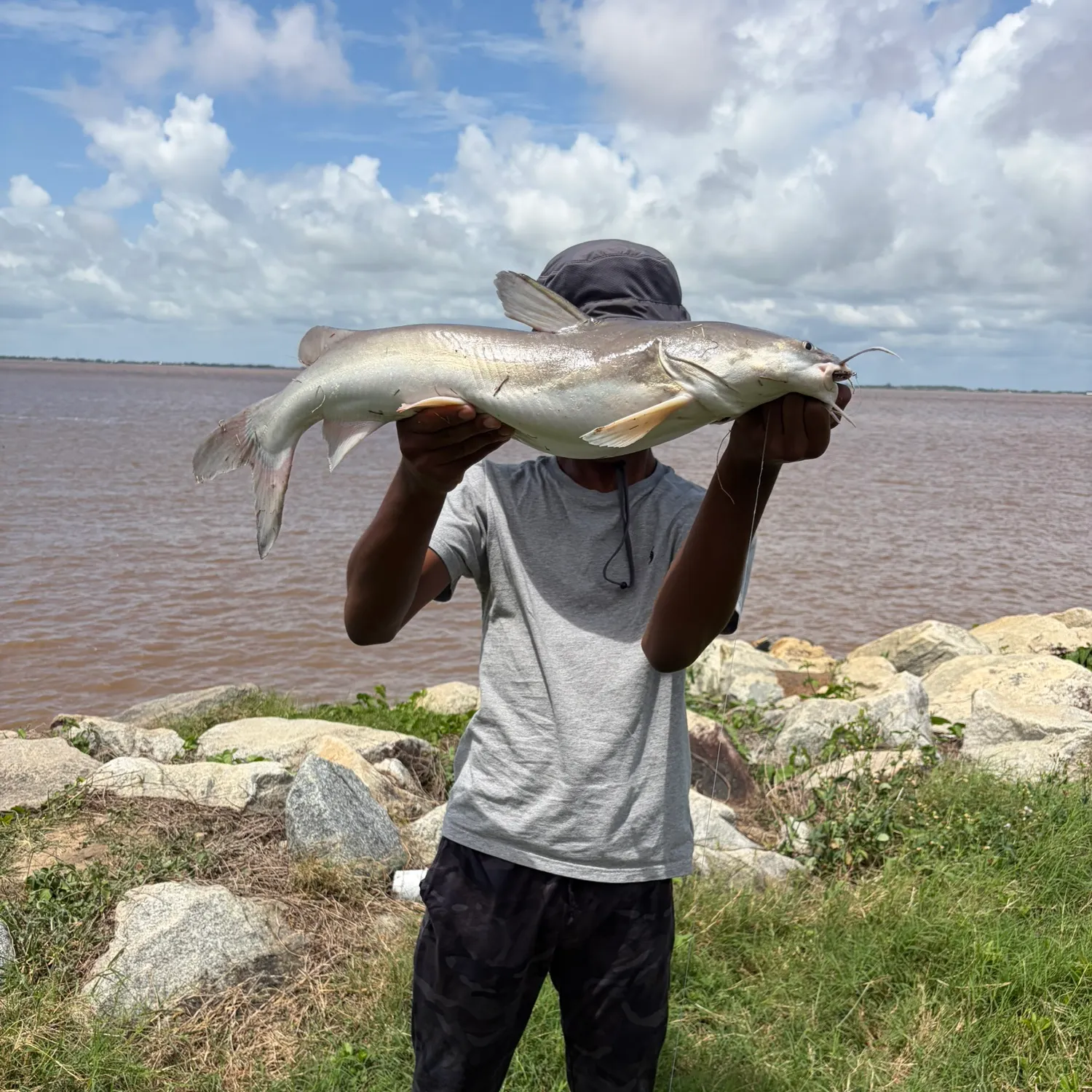 The most recent Pemecou sea catfish catches on Fishbrain