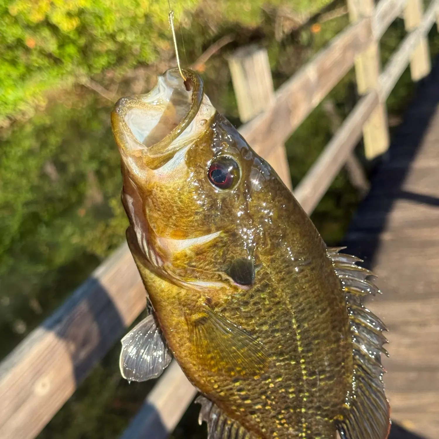 Warmouth caught on Fishbrain