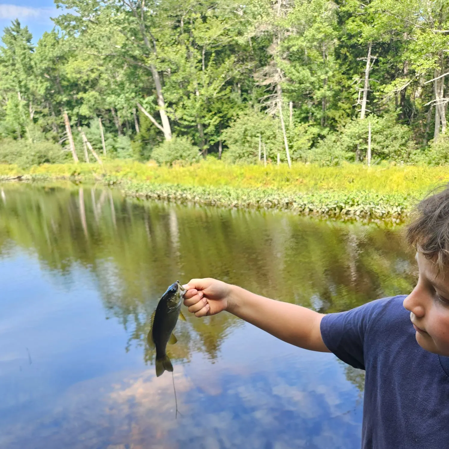 Smallmouth bass caught on Fishbrain