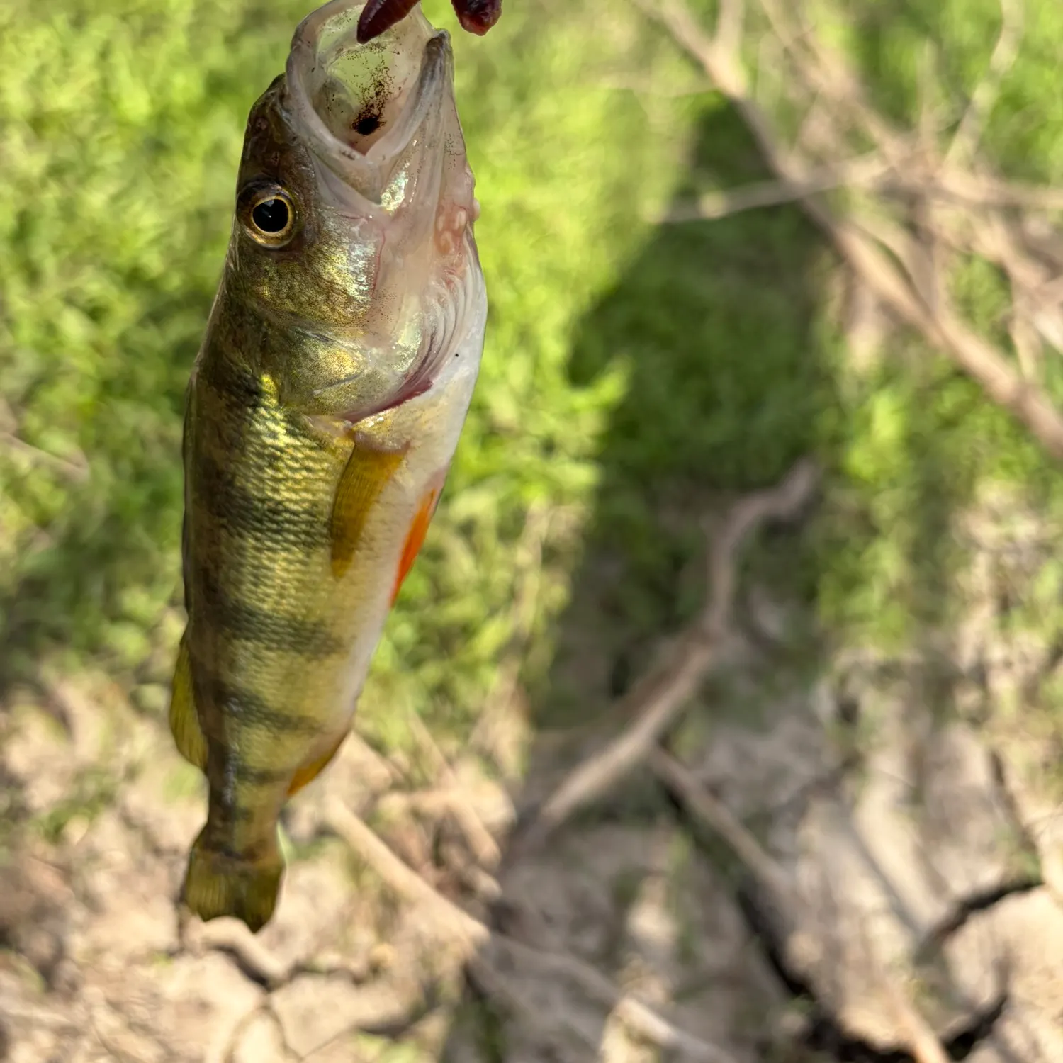The most recent Yellow perch catches on Fishbrain