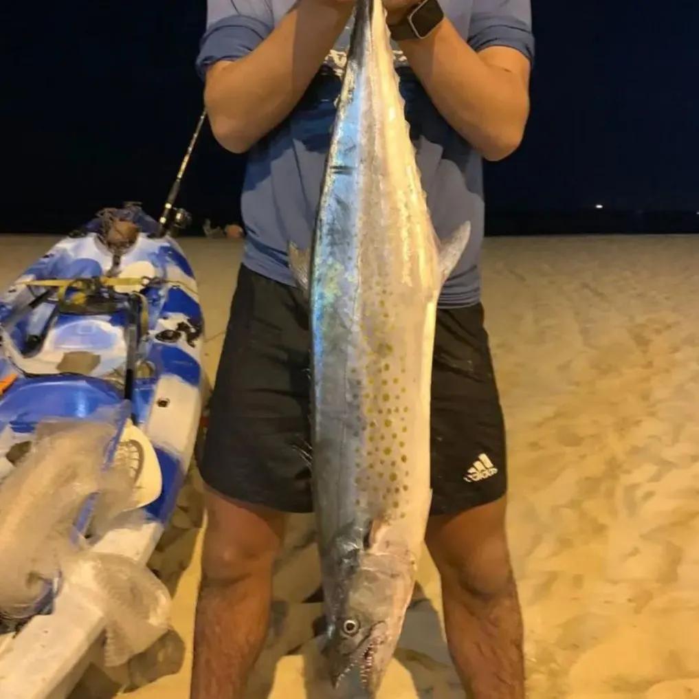 The most recent Serra Spanish mackerel catches on Fishbrain