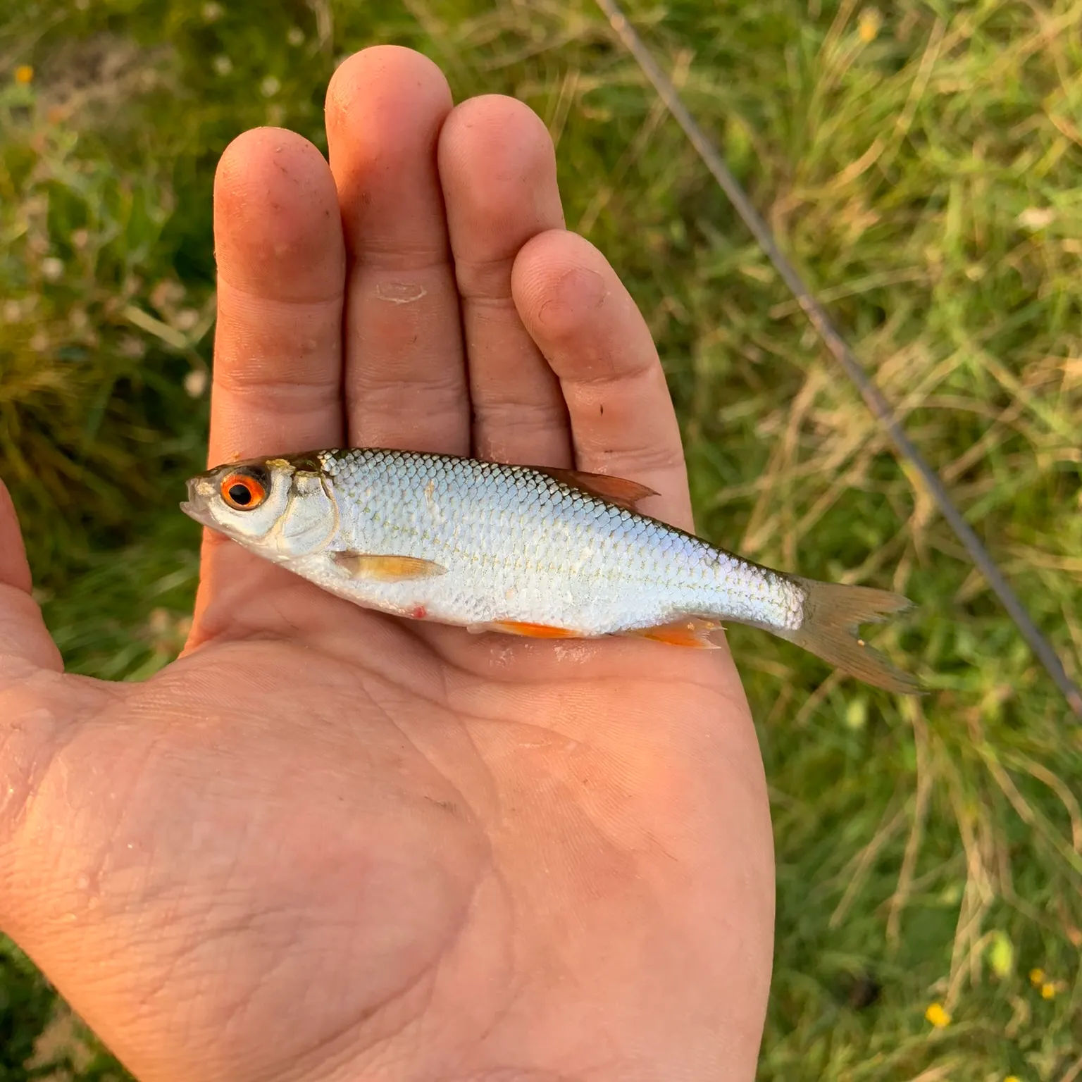 The most recent Common roach catches on Fishbrain