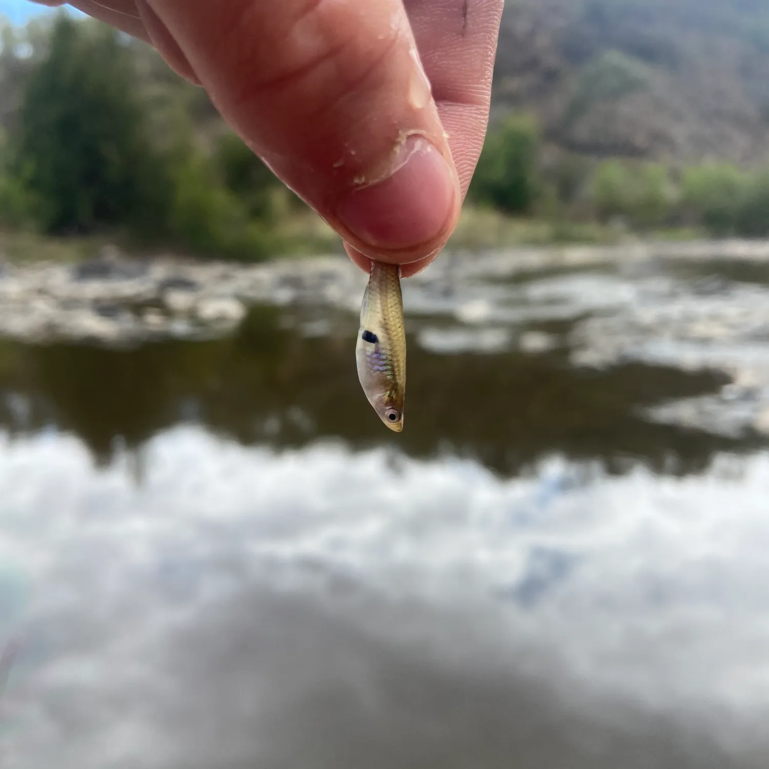 The most recent Eastern mosquitofish catches on Fishbrain