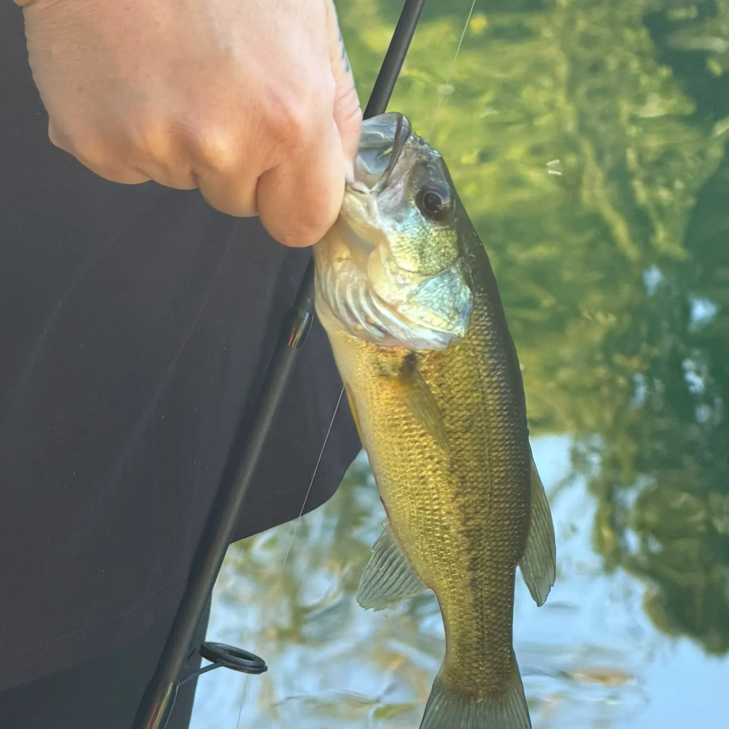 Largemouth bass caught on Fishbrain