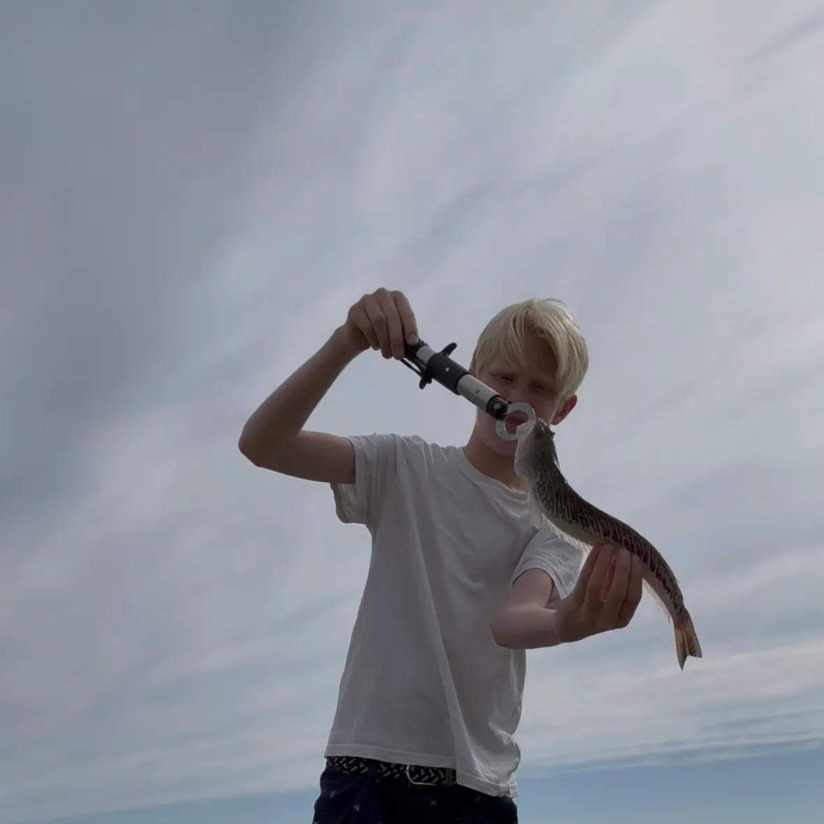 The most recent Greater weever catches on Fishbrain