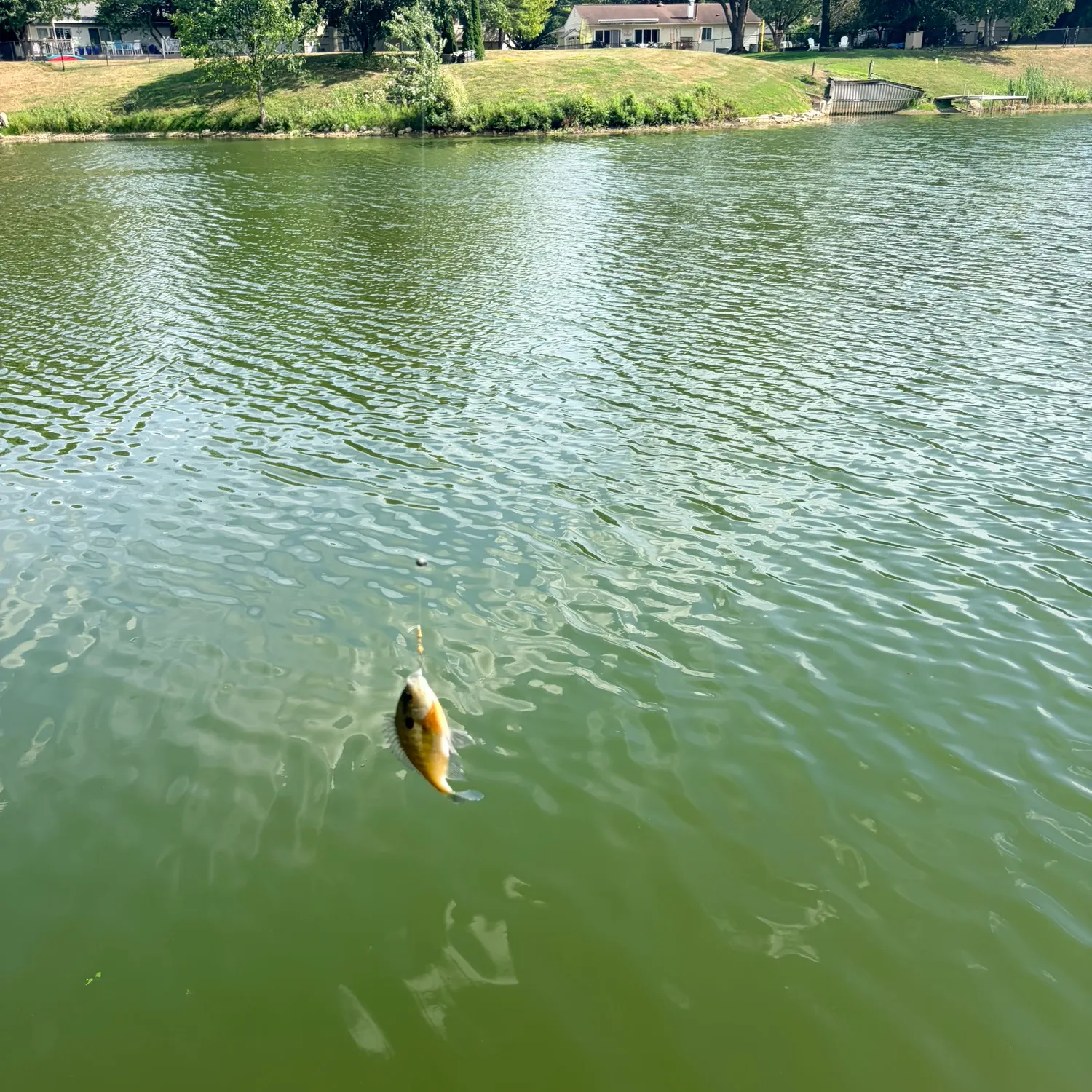 Bluegill caught on Fishbrain