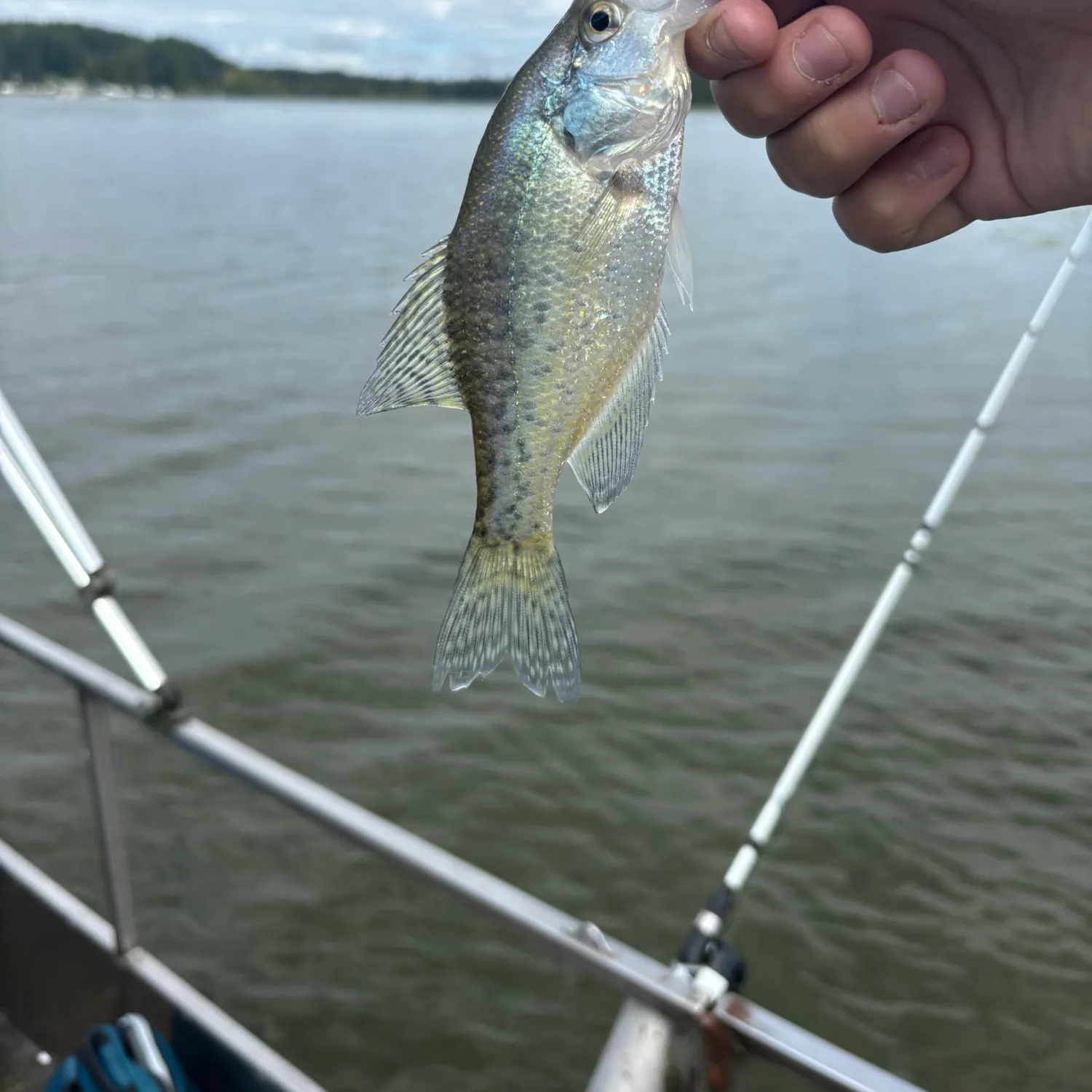 White crappie caught on Fishbrain