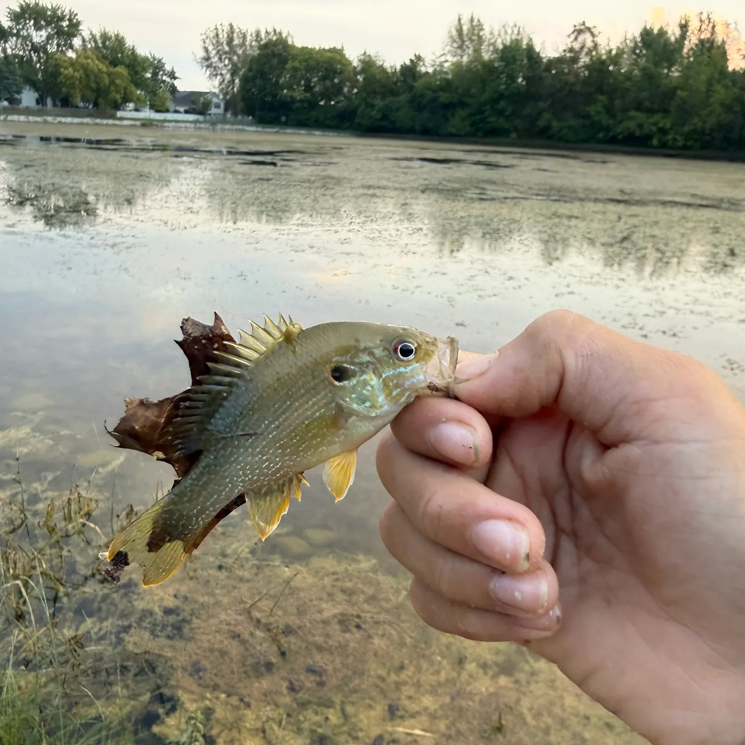 Green sunfish caught on Fishbrain