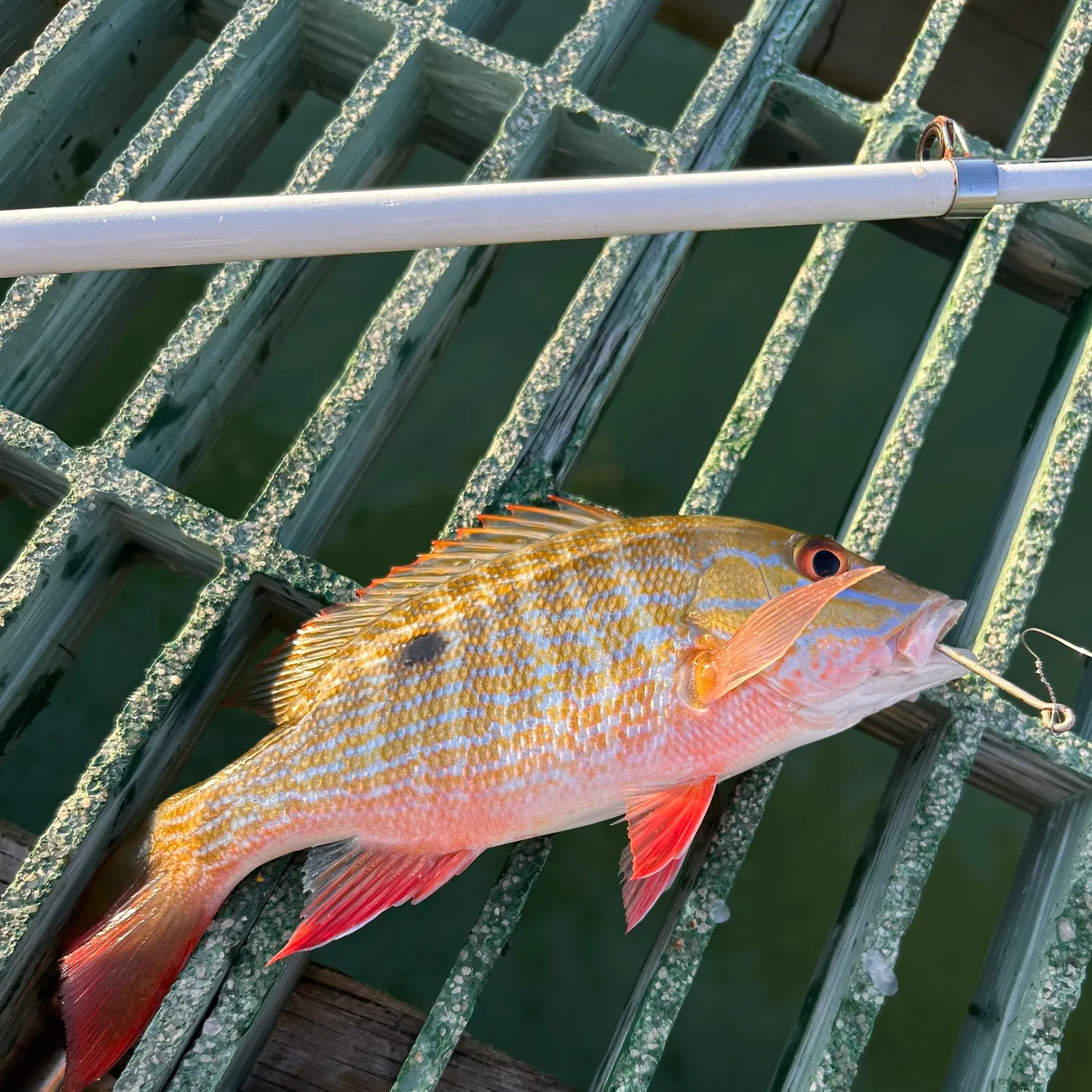 The most recent Mutton snapper catches on Fishbrain