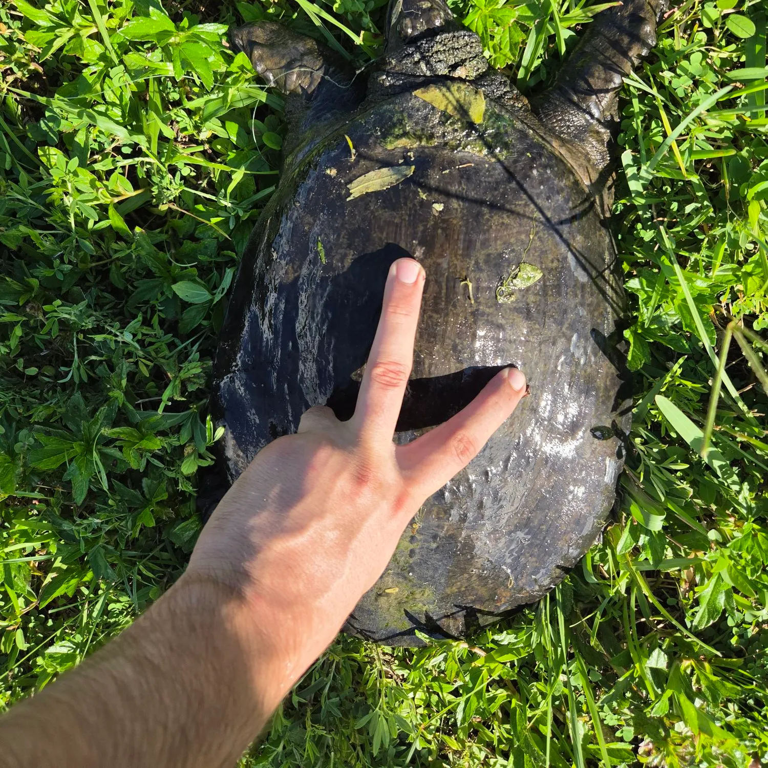 Florida softshell turtle caught on Fishbrain