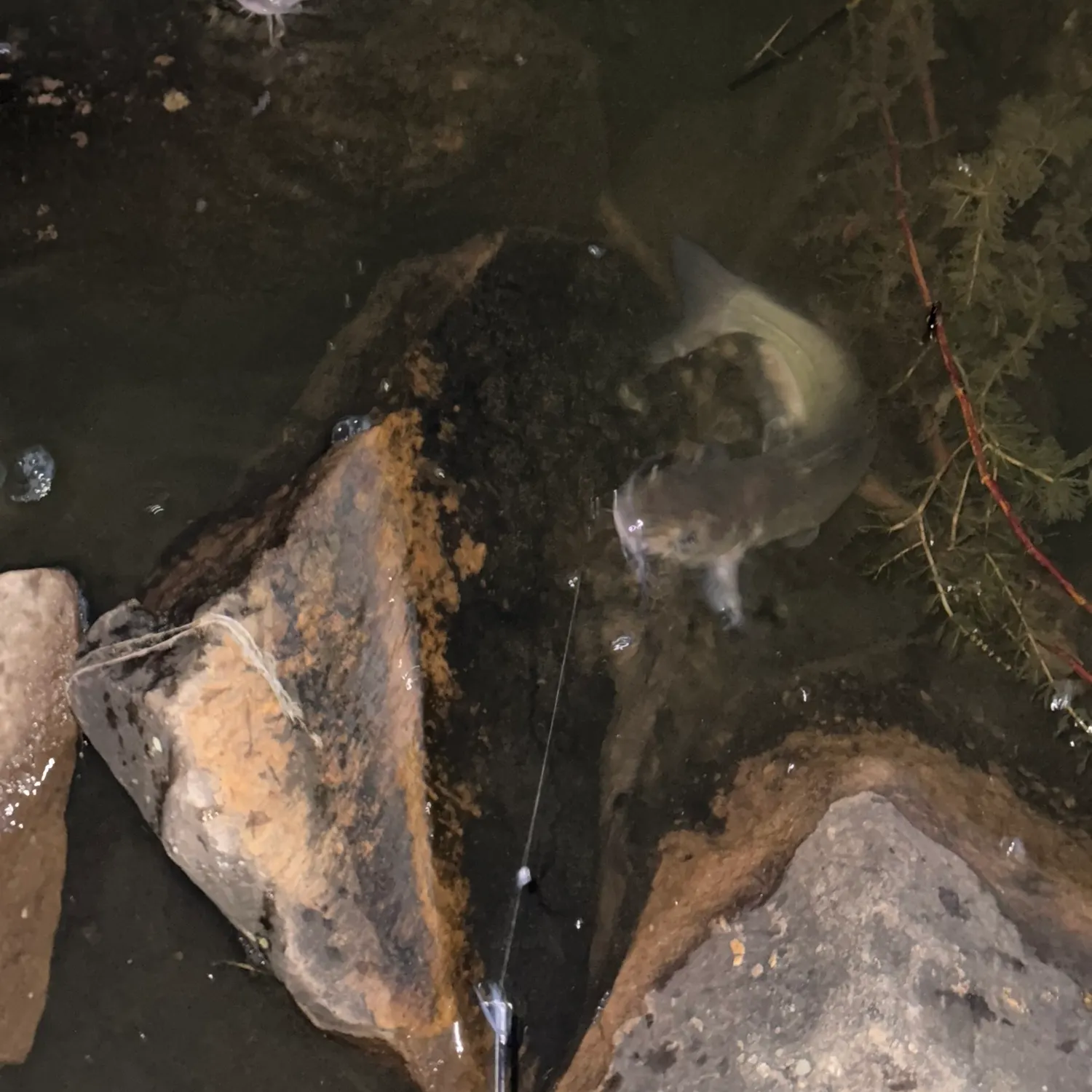 Channel catfish caught on Fishbrain