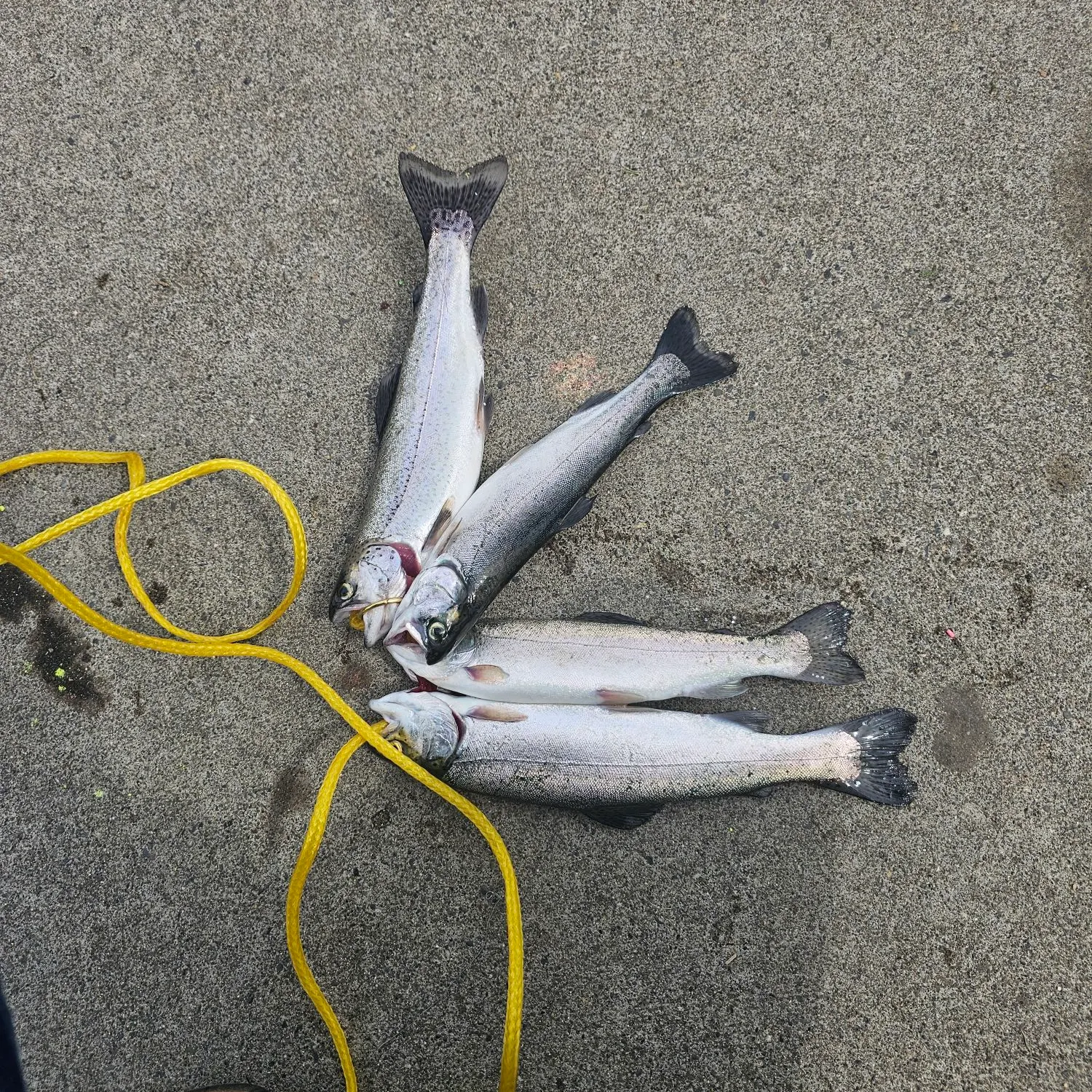 recently logged catches