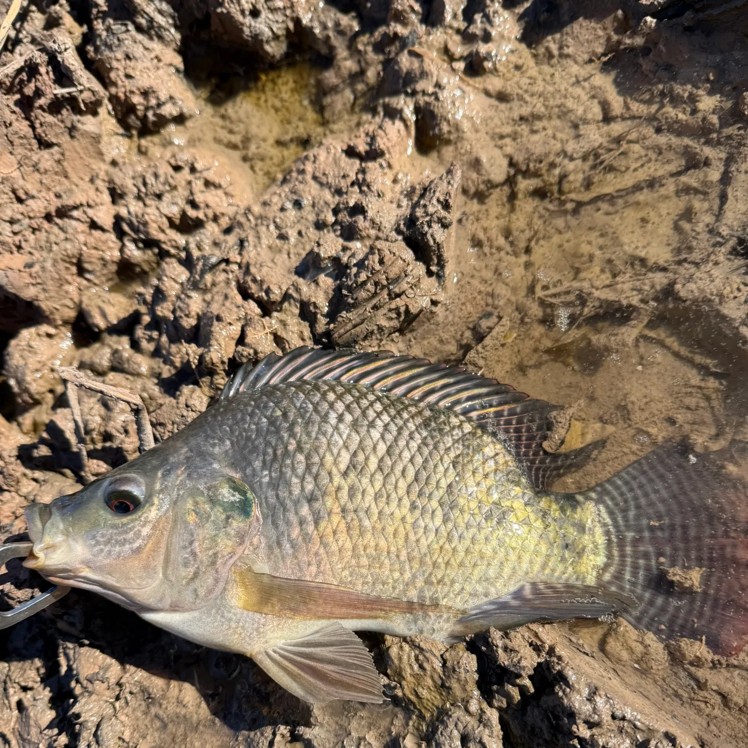 The most recent Nile tilapia catches on Fishbrain