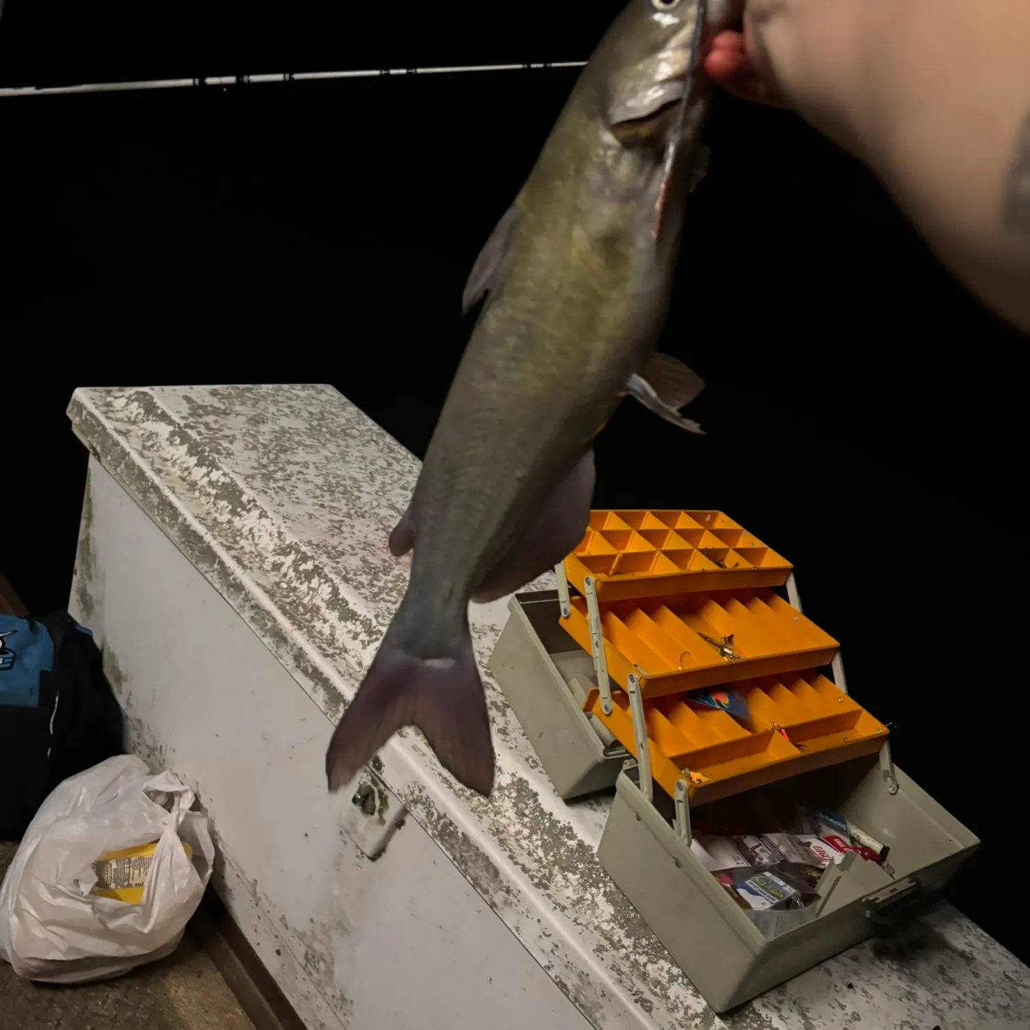 Channel catfish caught on Fishbrain