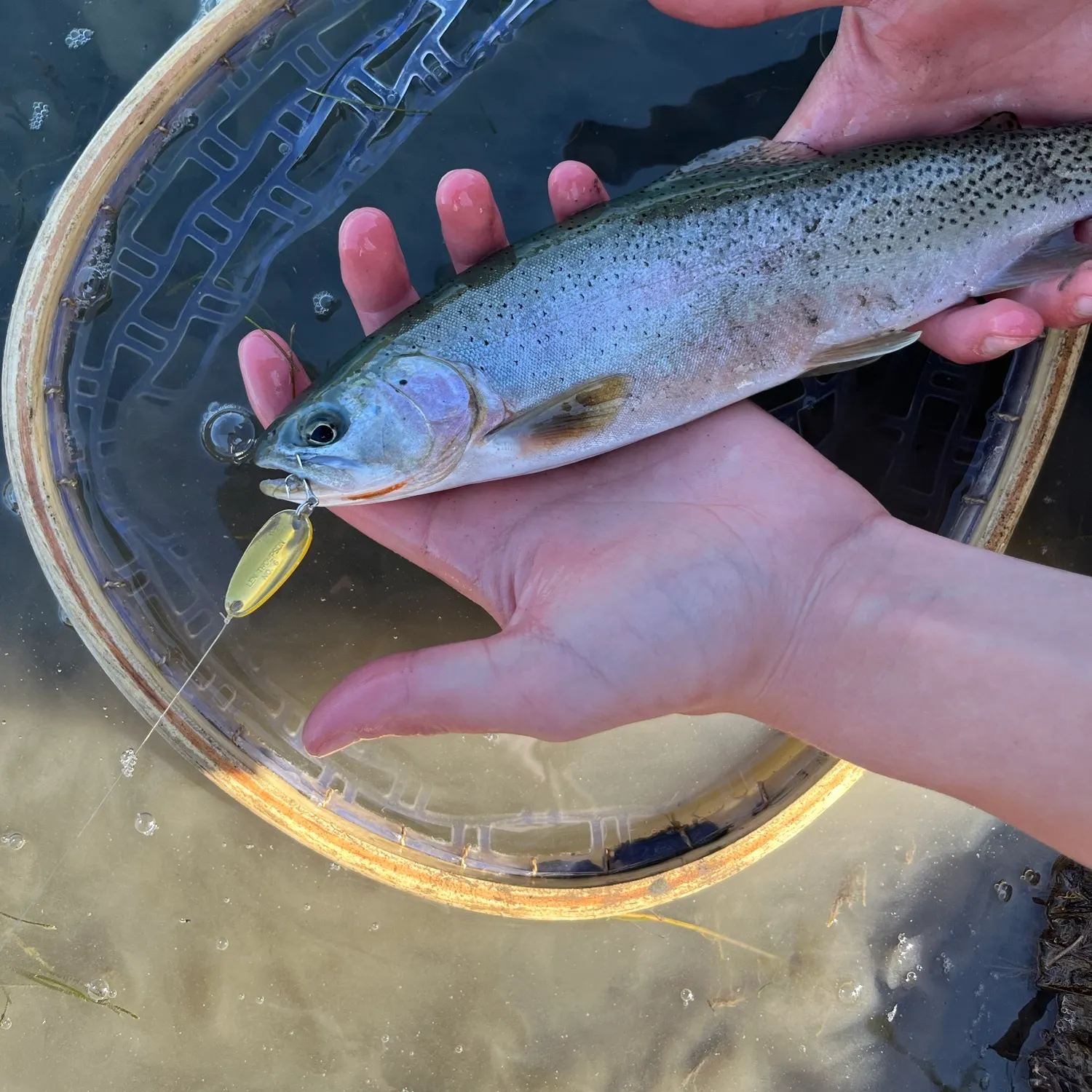 Westslope cutthroat trout caught on Fishbrain