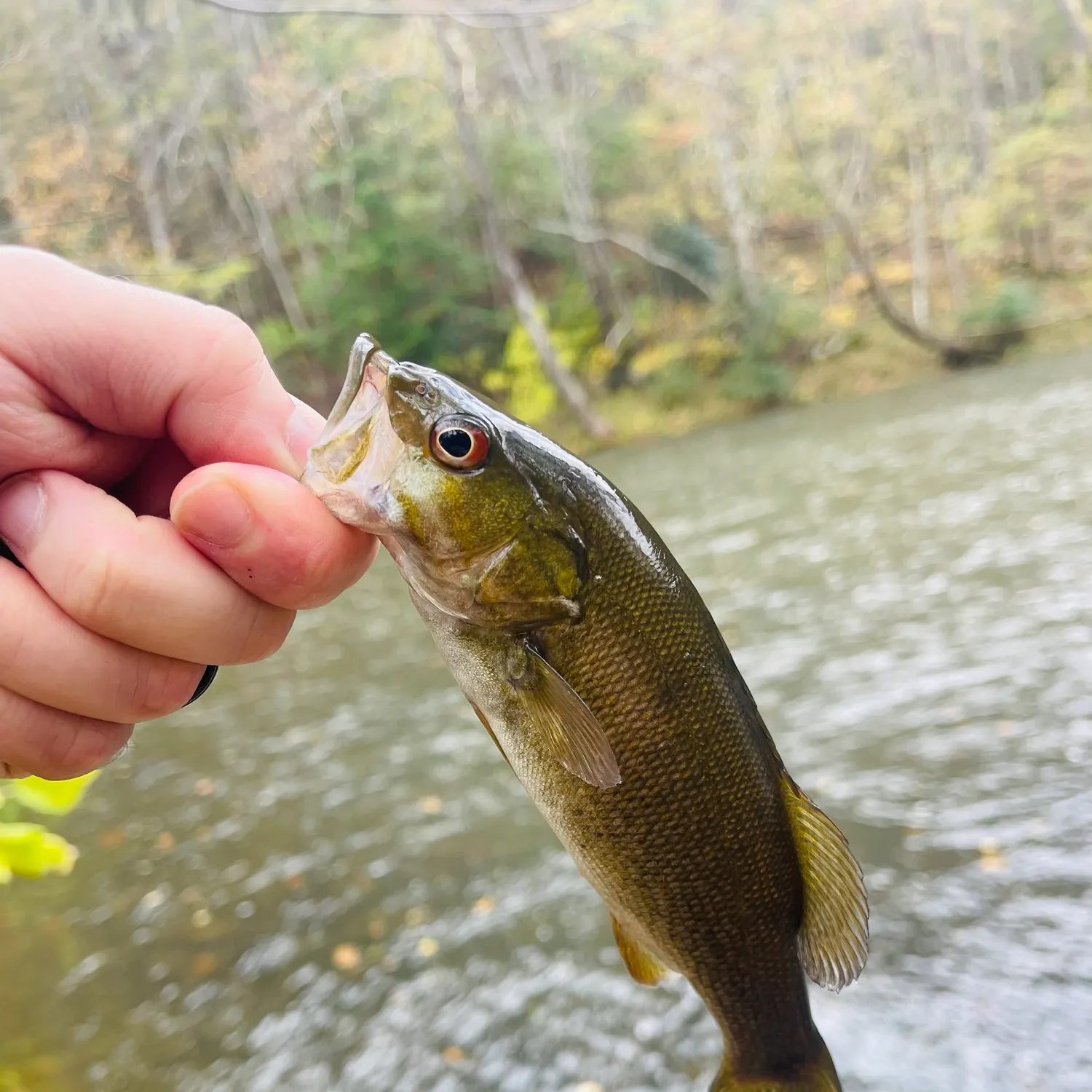 Smallmouth bass caught on Fishbrain