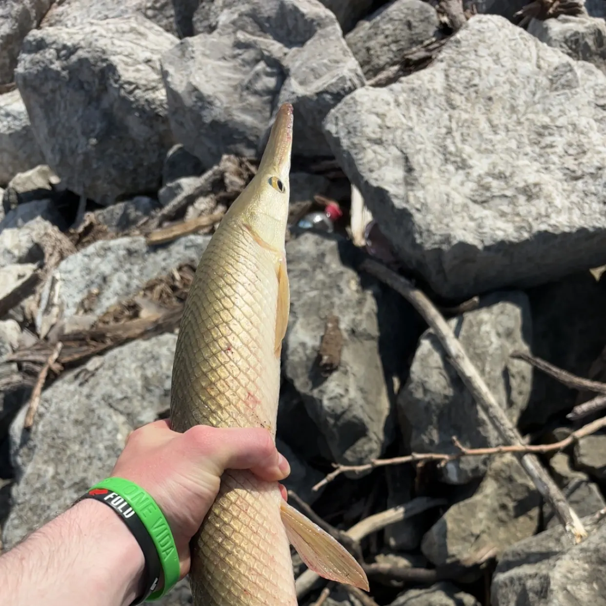 The most recent Shortnose gar catches on Fishbrain