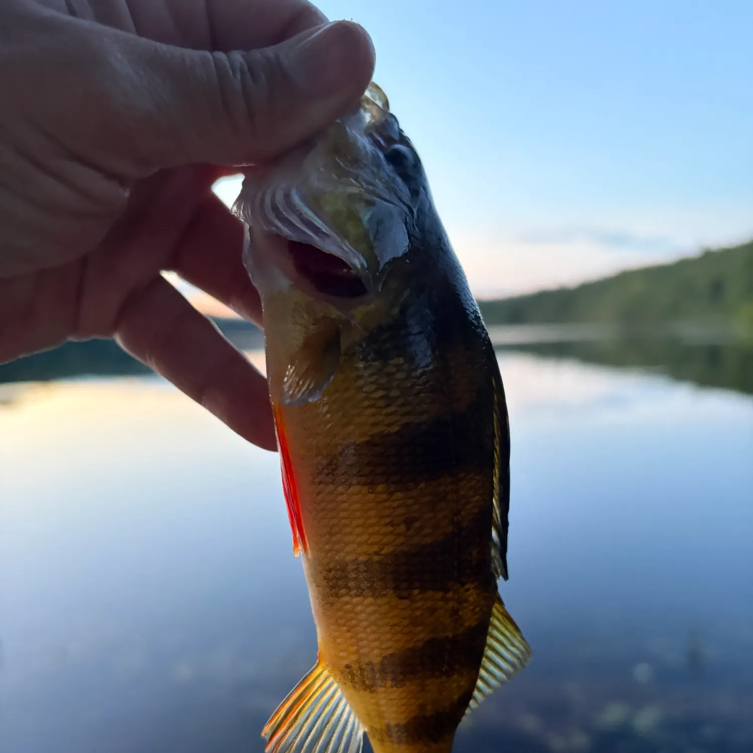 Yellow perch caught on Fishbrain