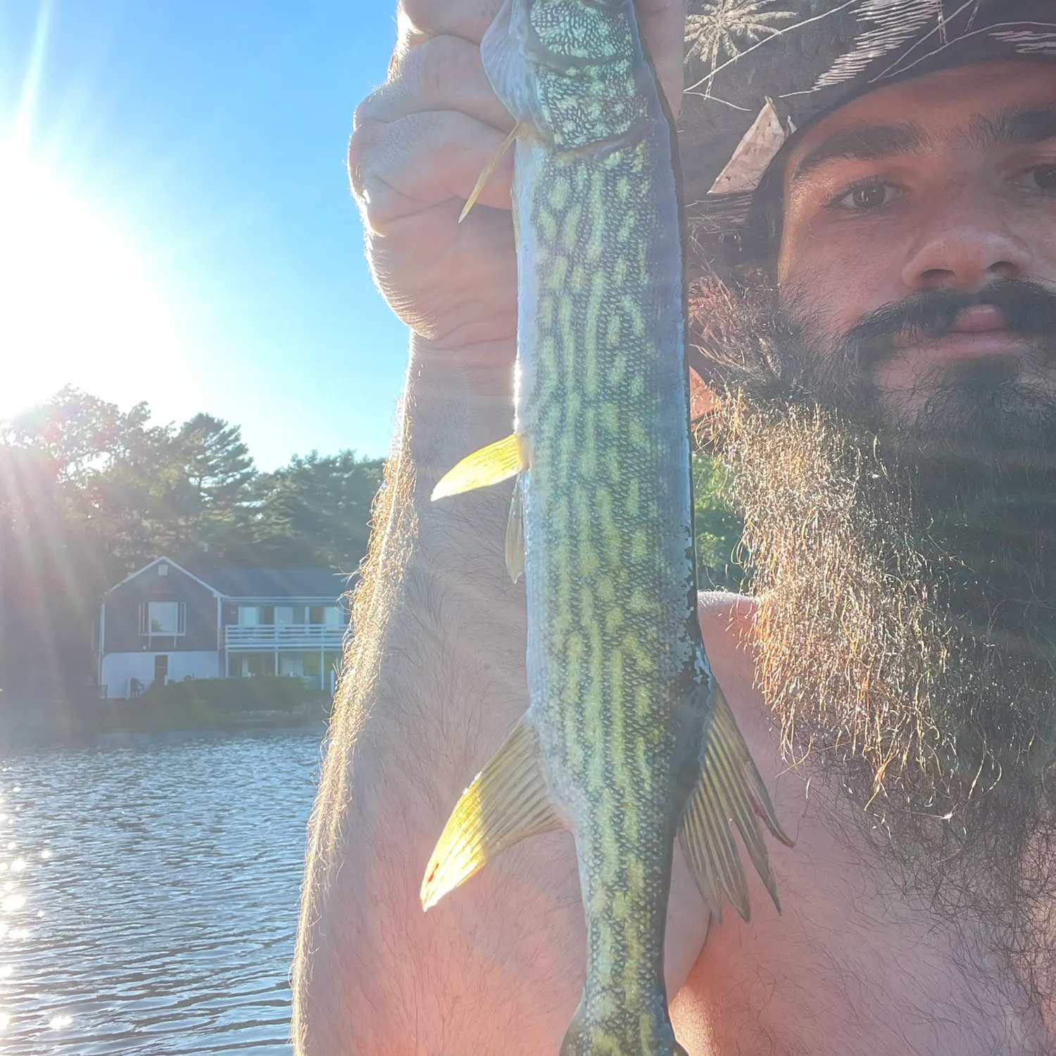 Chain pickerel caught on Fishbrain