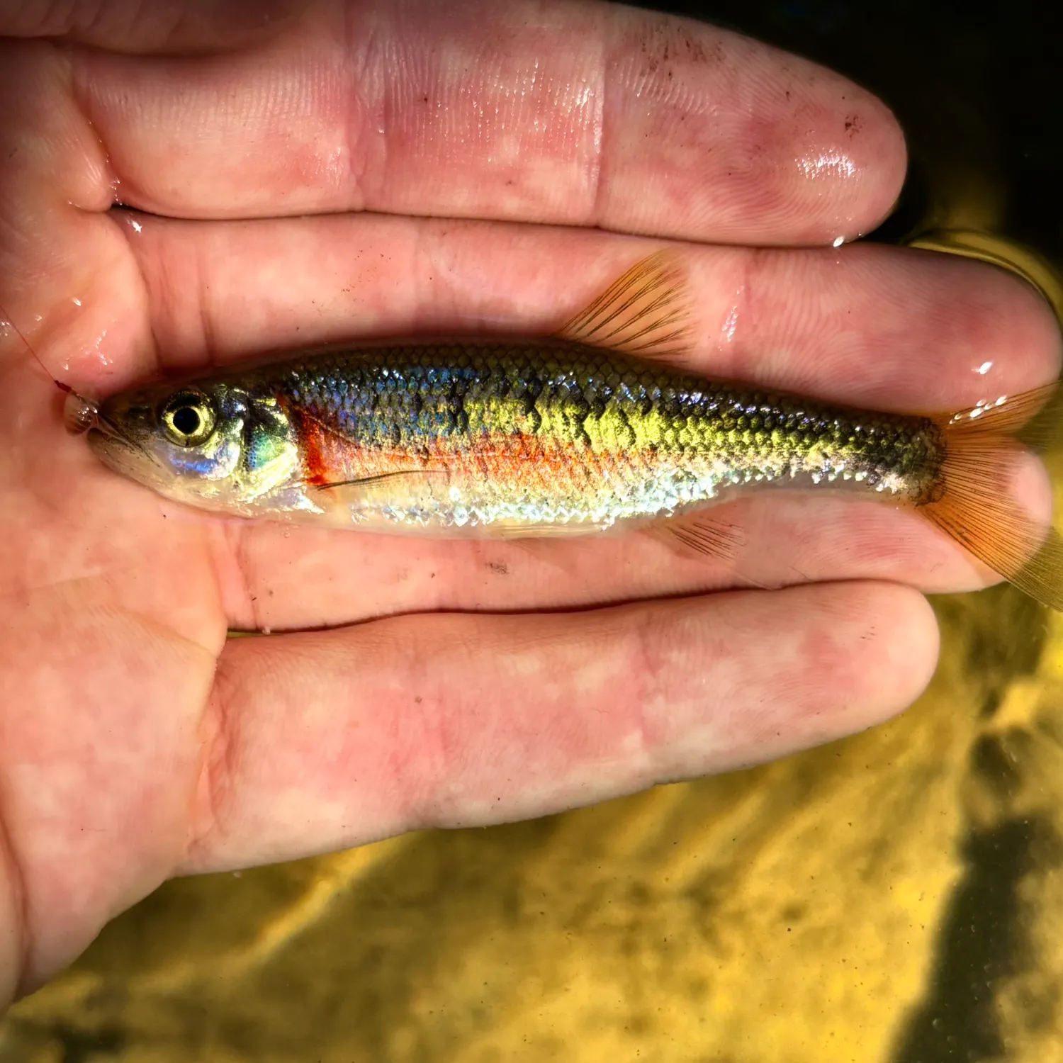 The most recent Rosyside dace catches on Fishbrain
