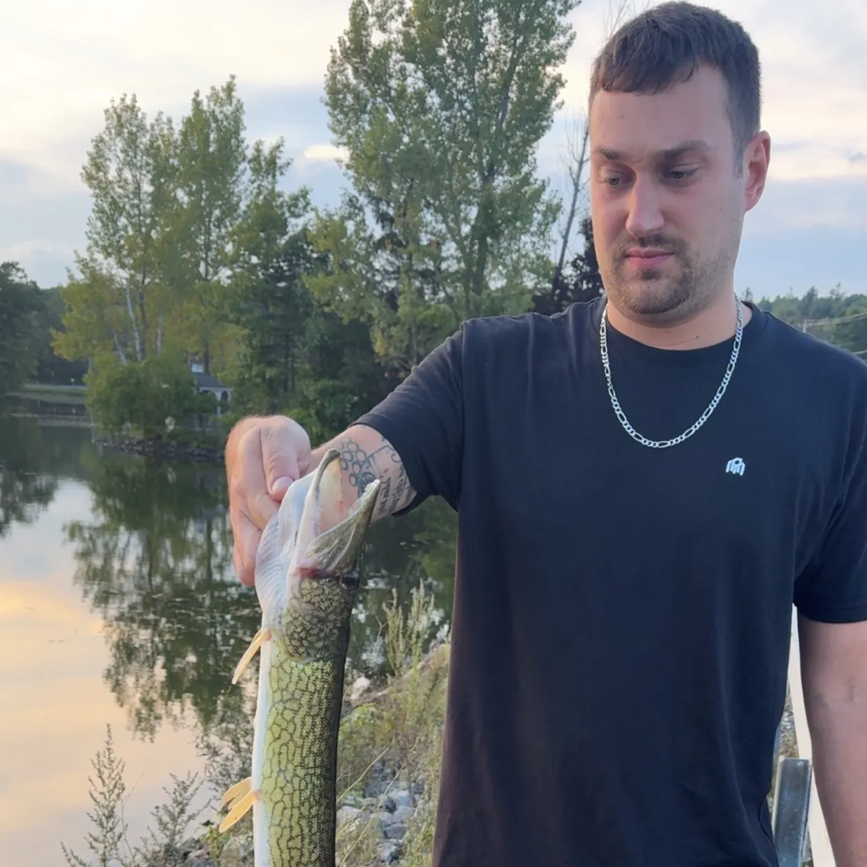 Grass pickerel caught on Fishbrain