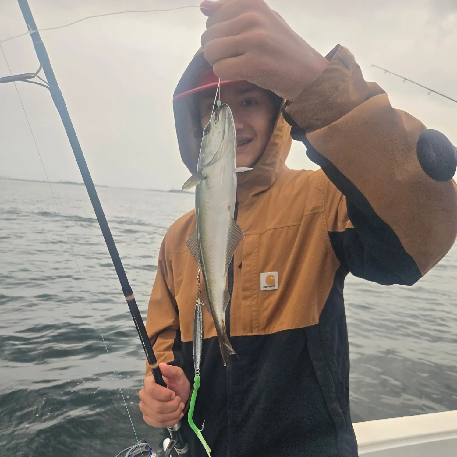 Atlantic pollock caught on Fishbrain