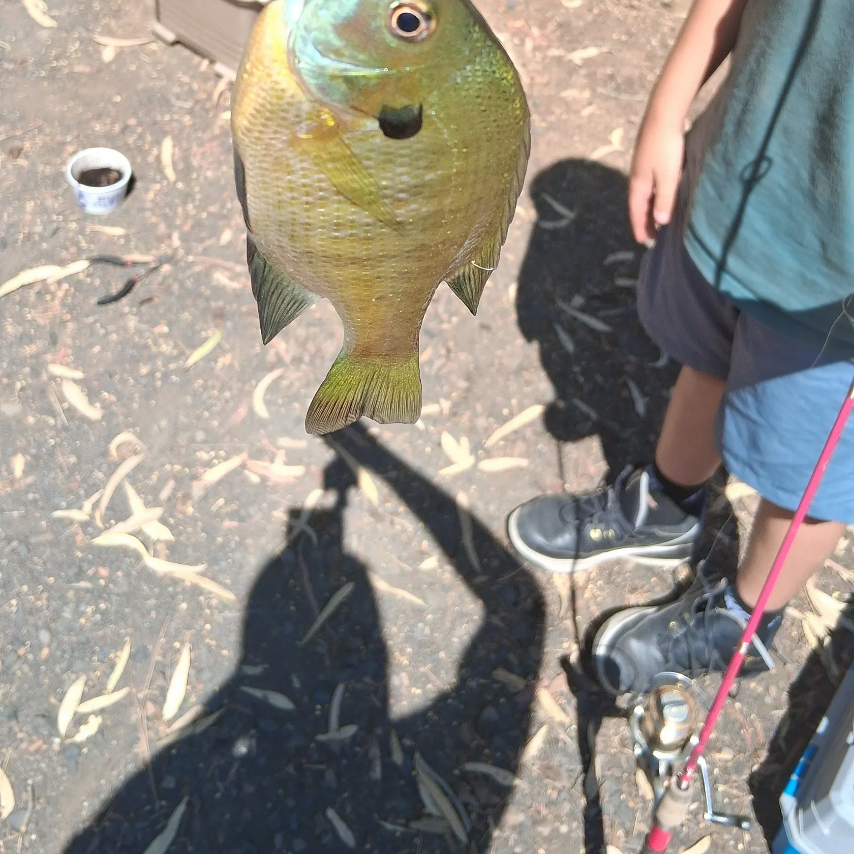 catch