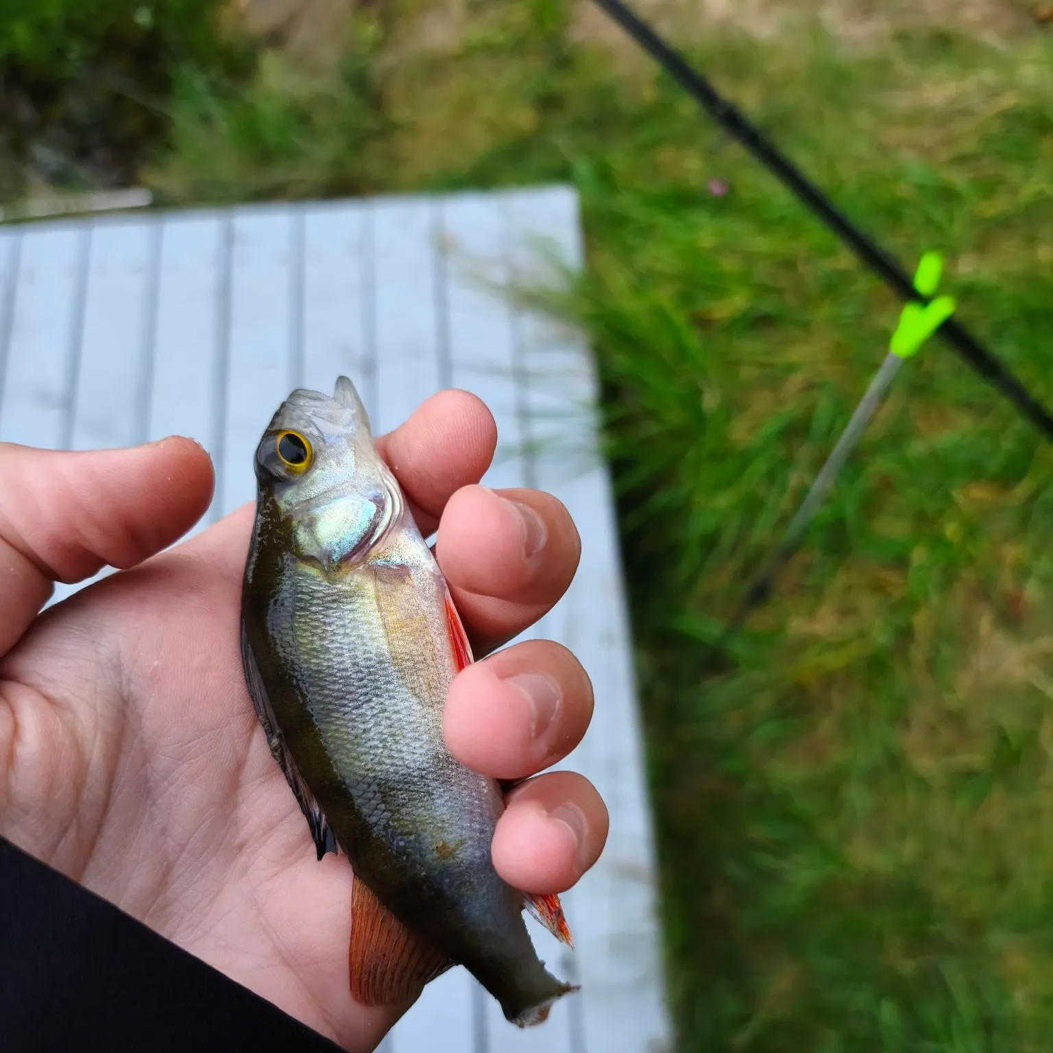 European perch caught on Fishbrain
