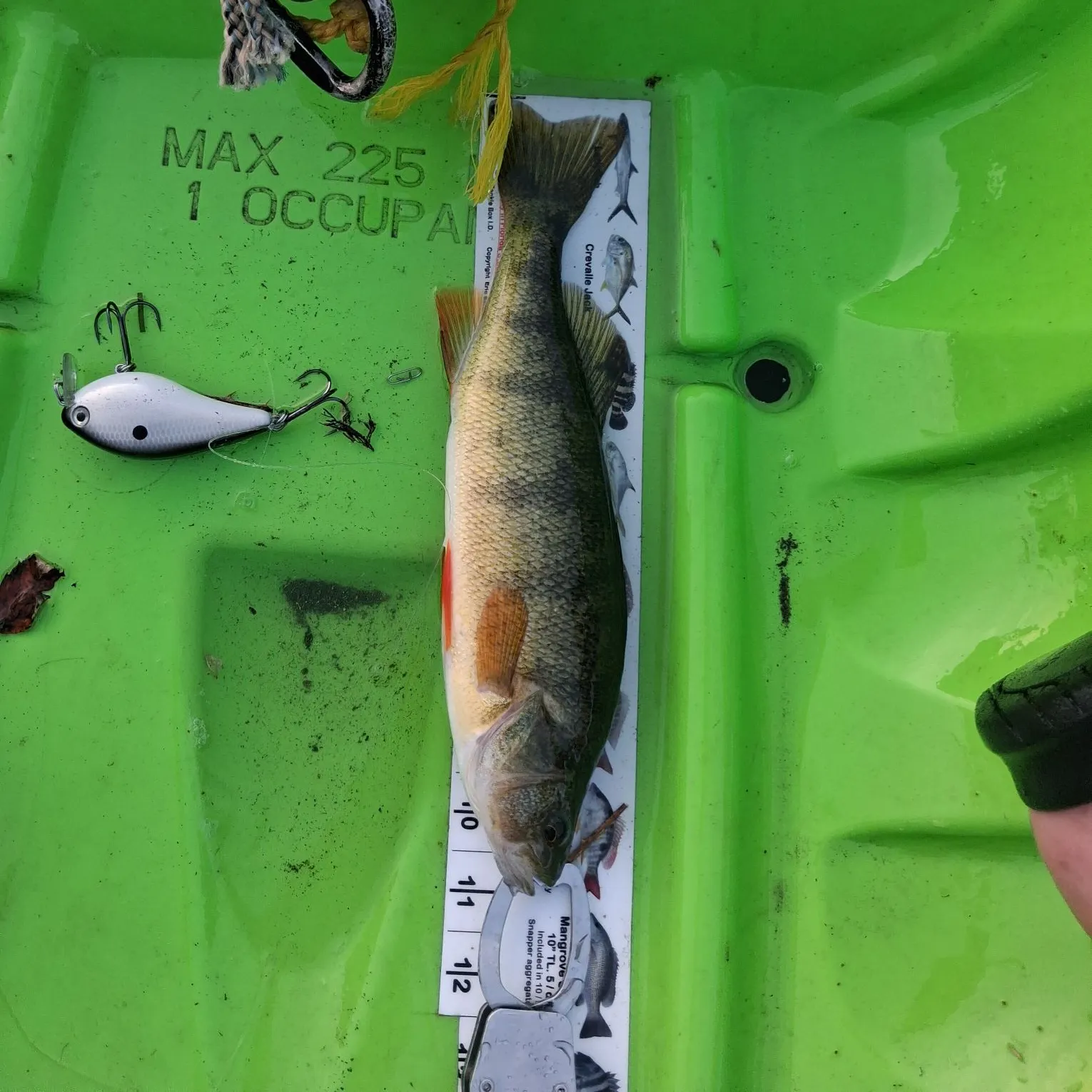 Yellow perch caught on Fishbrain