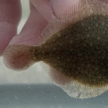 The most recent Diamond turbot catches on Fishbrain