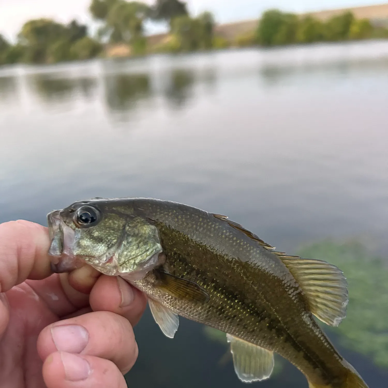 Spotted bass caught on Fishbrain