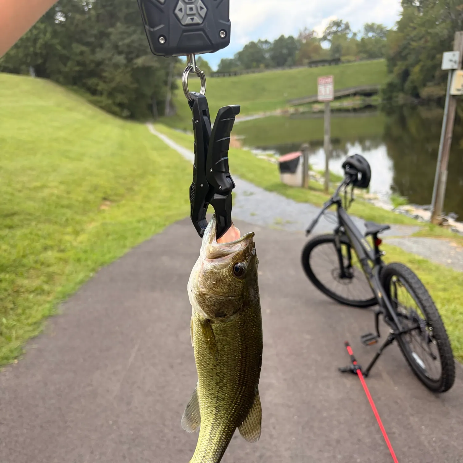 Largemouth bass caught on Fishbrain