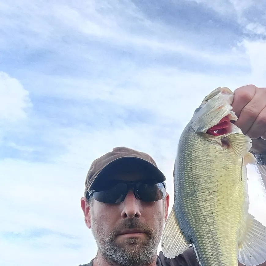 Largemouth bass caught on Fishbrain