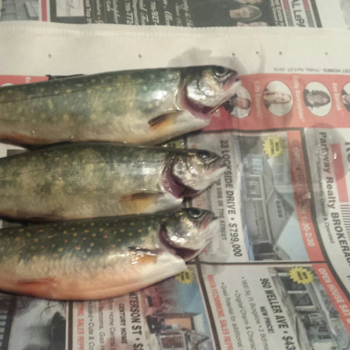 recently logged catches