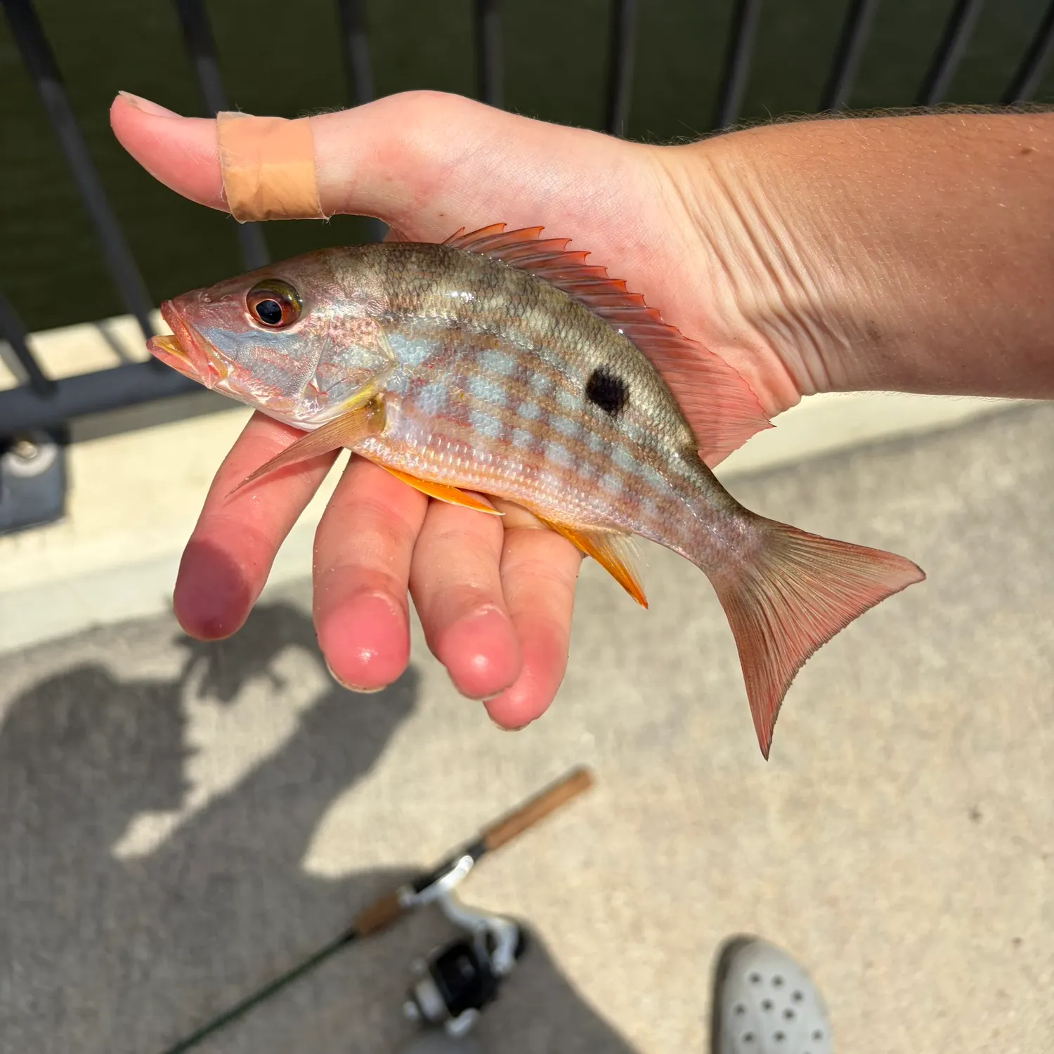 Lane snapper caught on Fishbrain