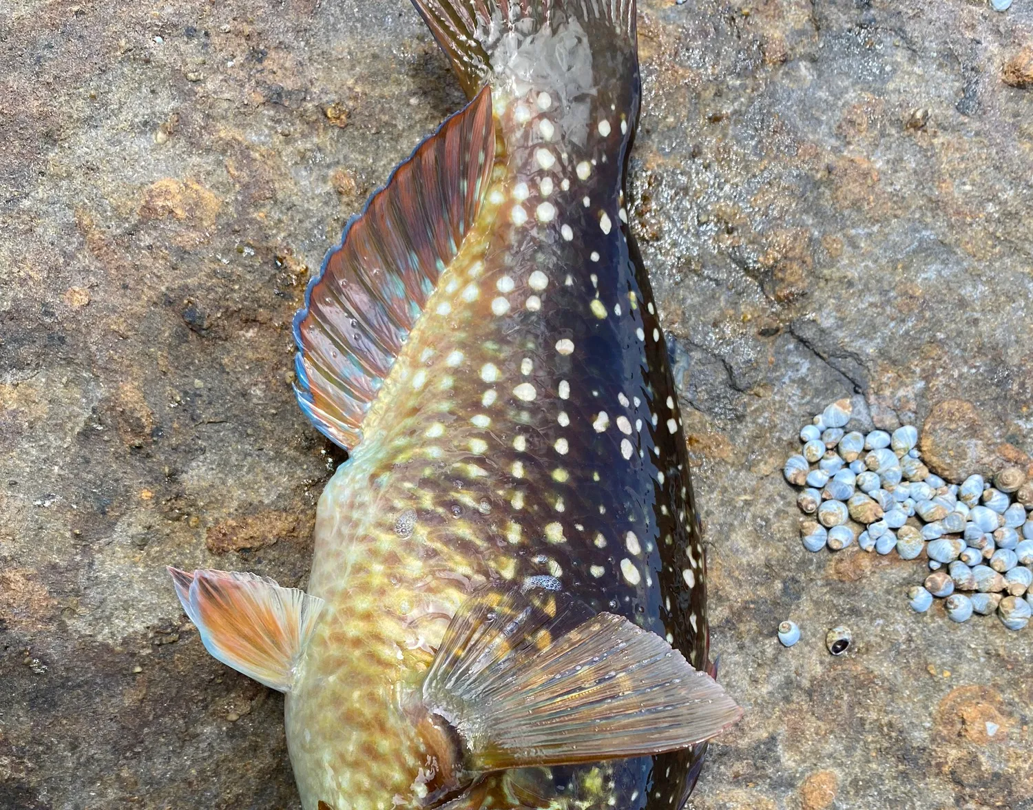 Ballan wrasse