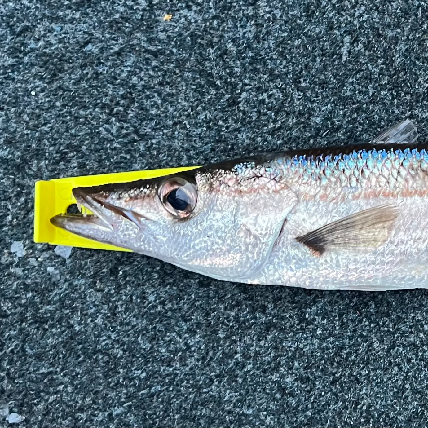 The most recent Longfin pike catches on Fishbrain