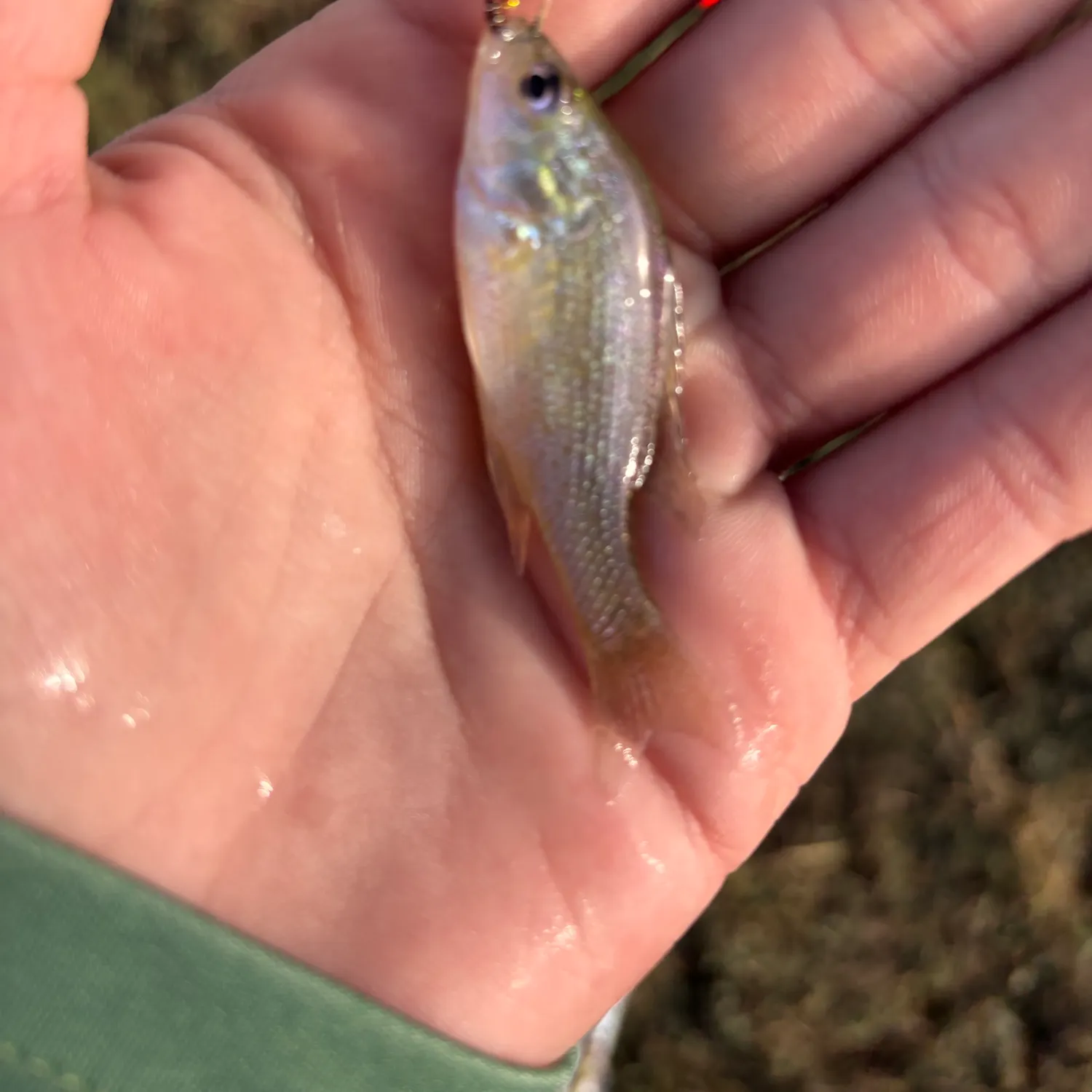 Orangespotted sunfish caught on Fishbrain