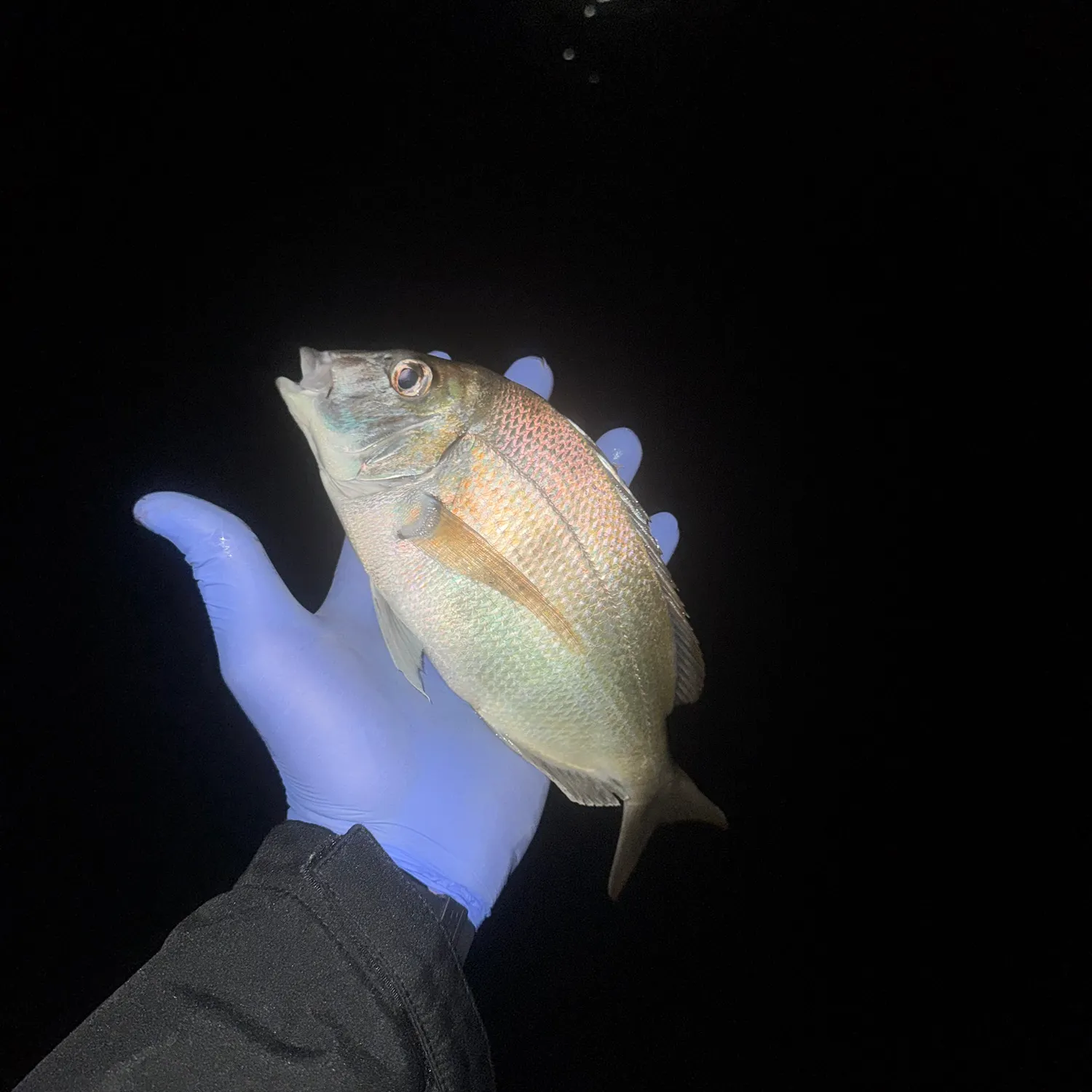 Scup caught on Fishbrain