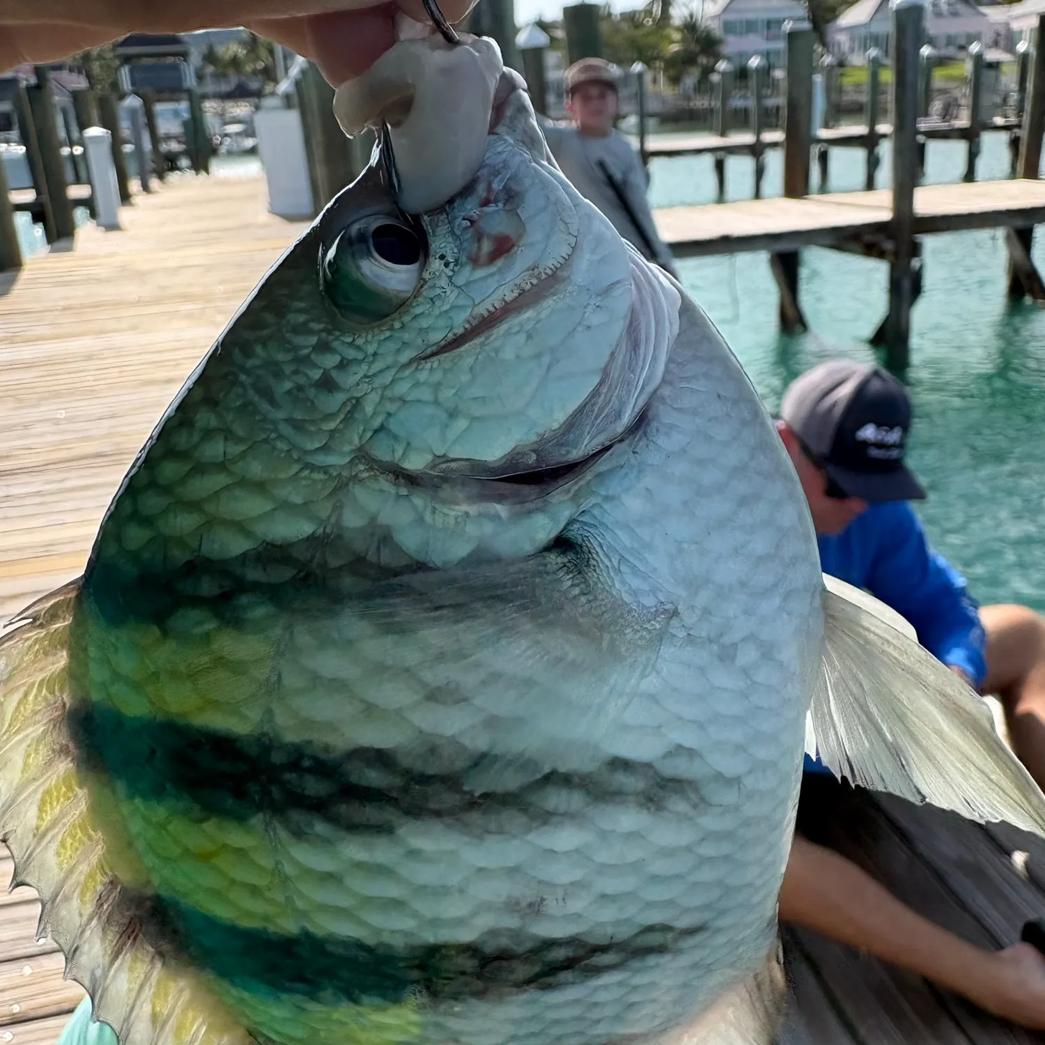 The most recent Panamic sergeant major catches on Fishbrain