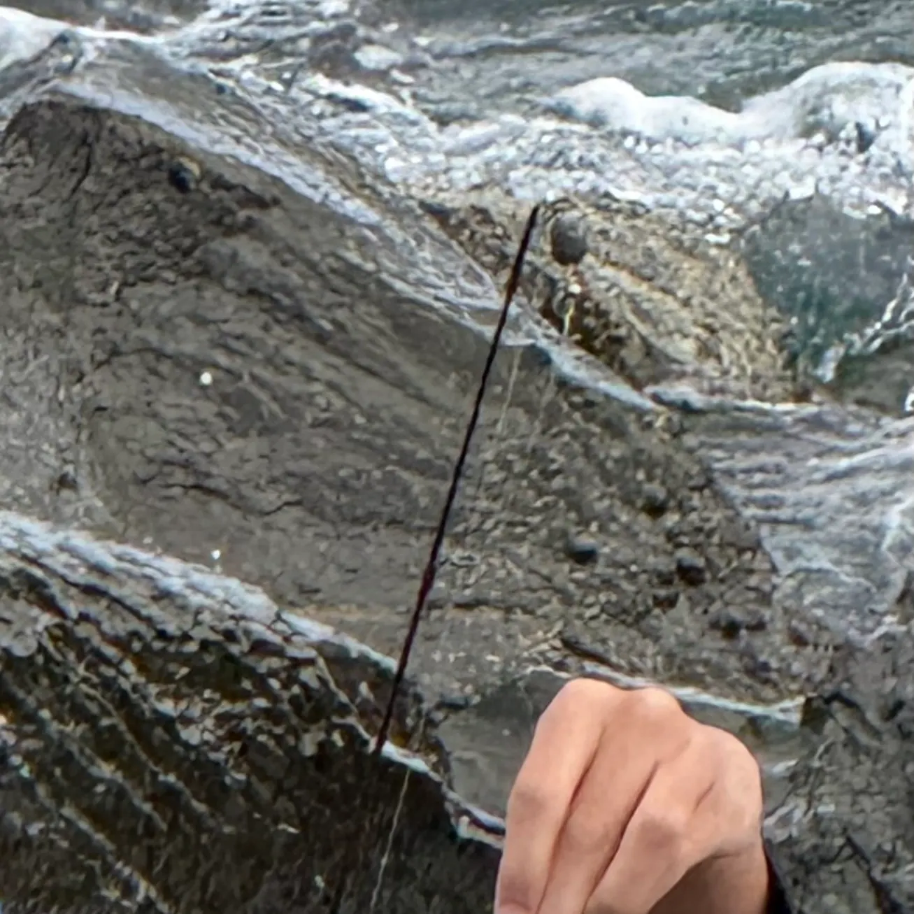 The most recent Southern yellowtail amberjack catches on Fishbrain