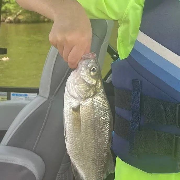 White perch caught on Fishbrain