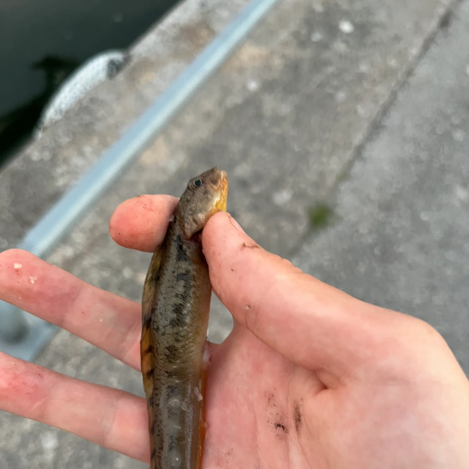 The most recent European eelpout catches on Fishbrain