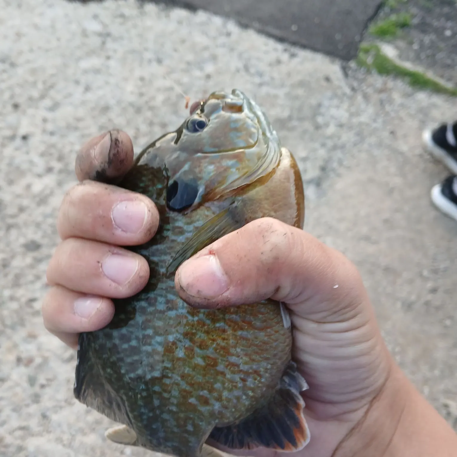 The most recent Greengill hybrid catches on Fishbrain