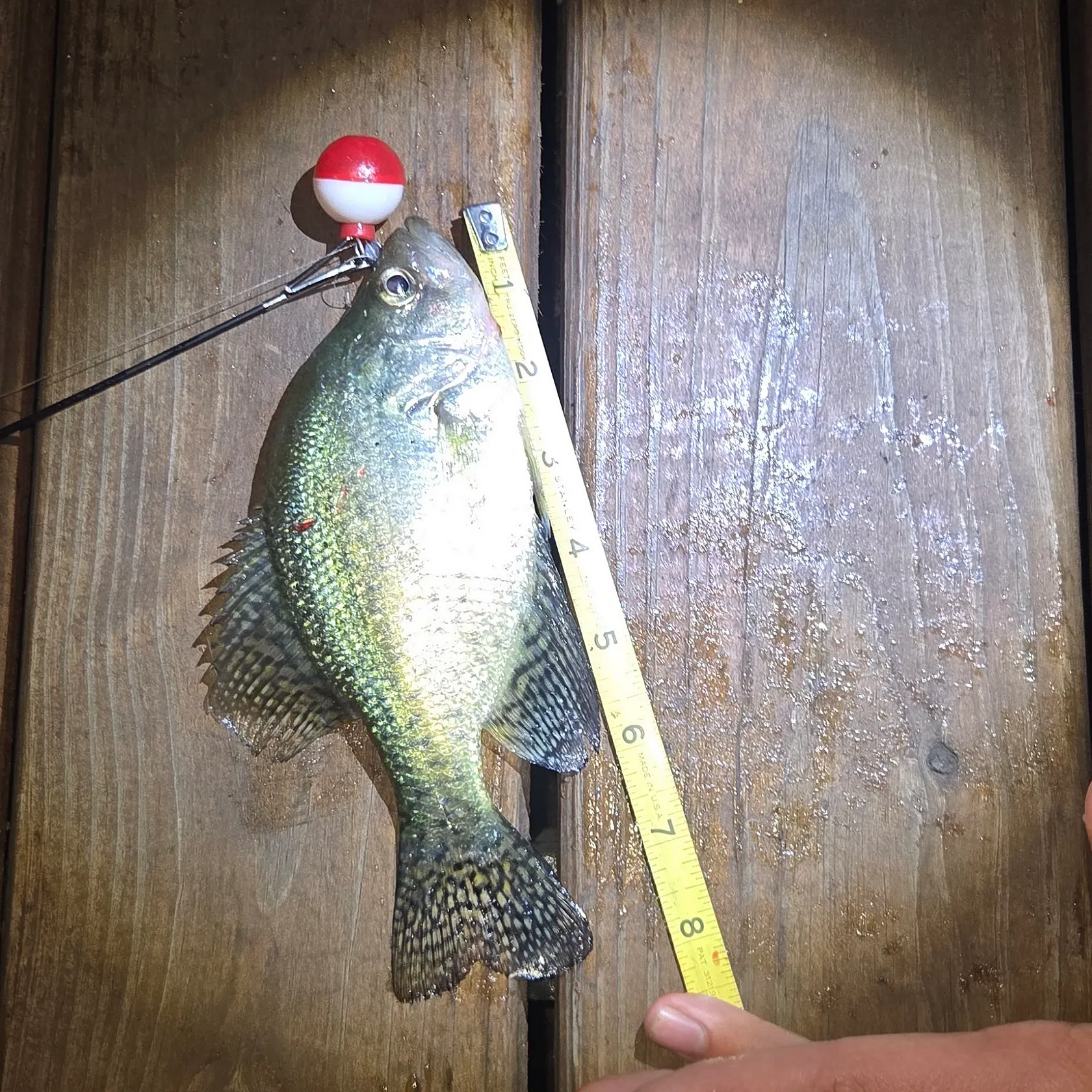 Black crappie caught on Fishbrain